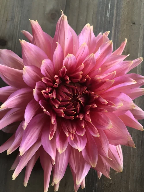 Dahlias By Julie