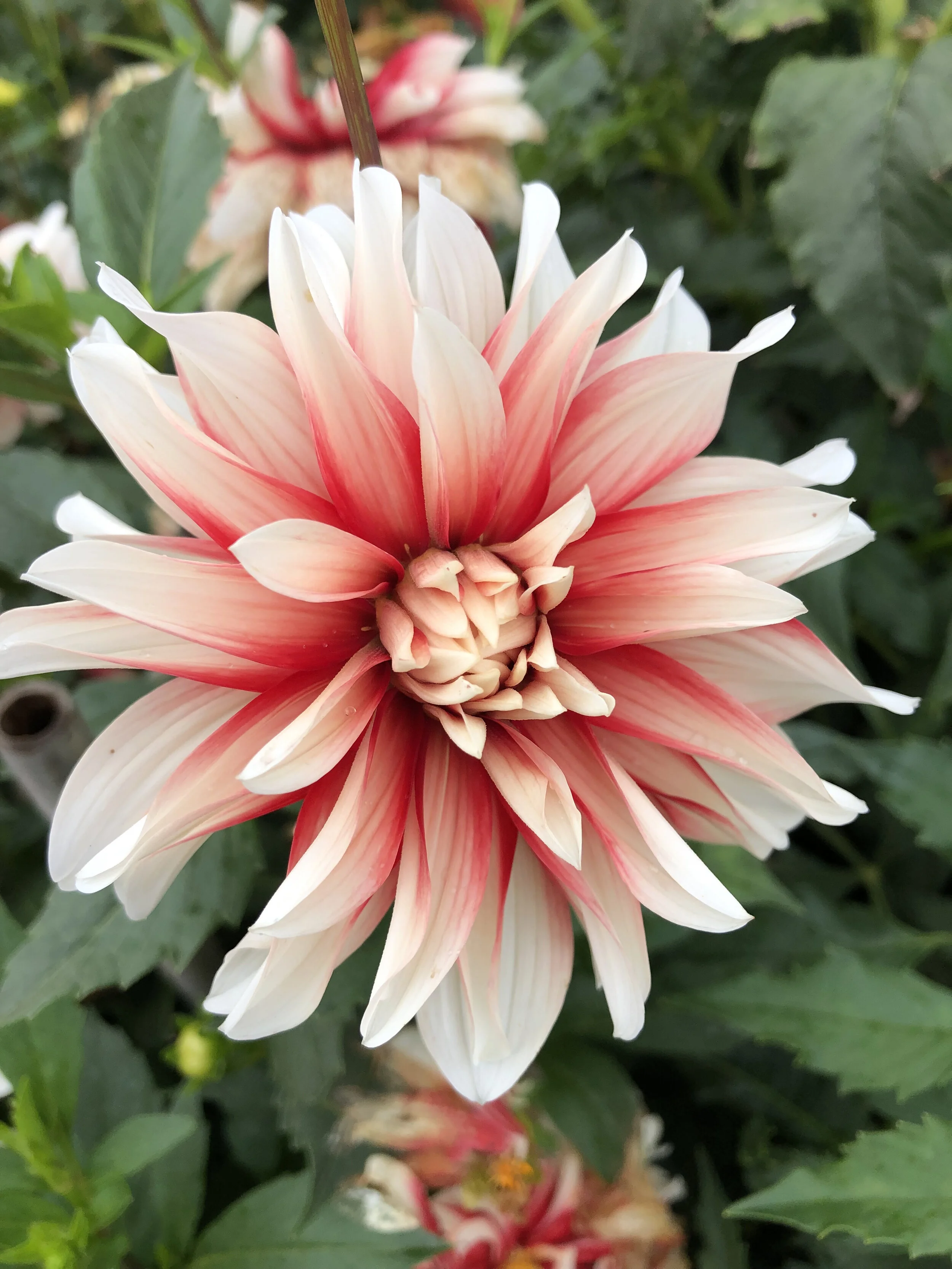 Catching Fire — Dahlias by Julie