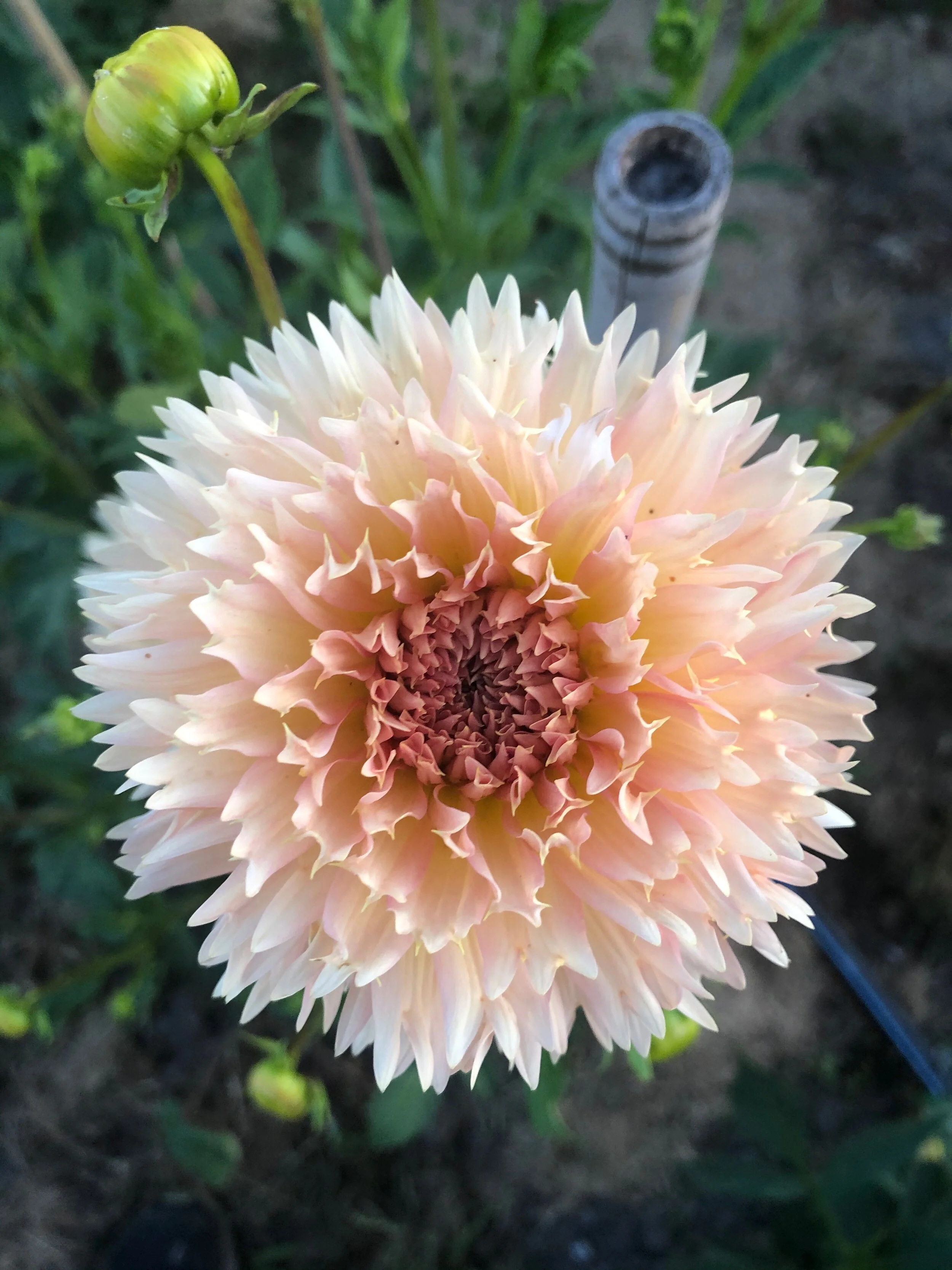Lakeview Peach Fuzz — Dahlias by Julie