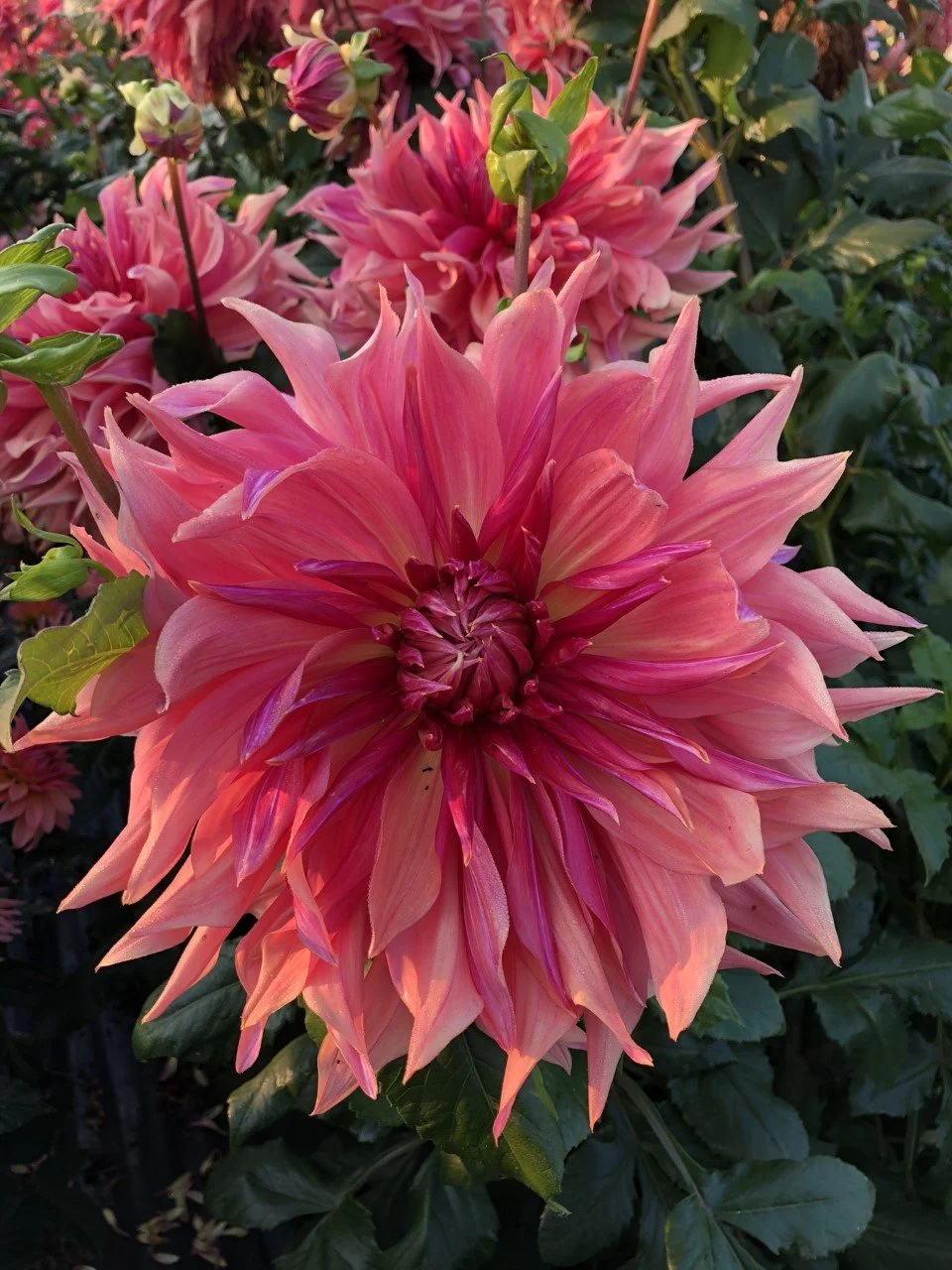 Penhill Dark Monarch