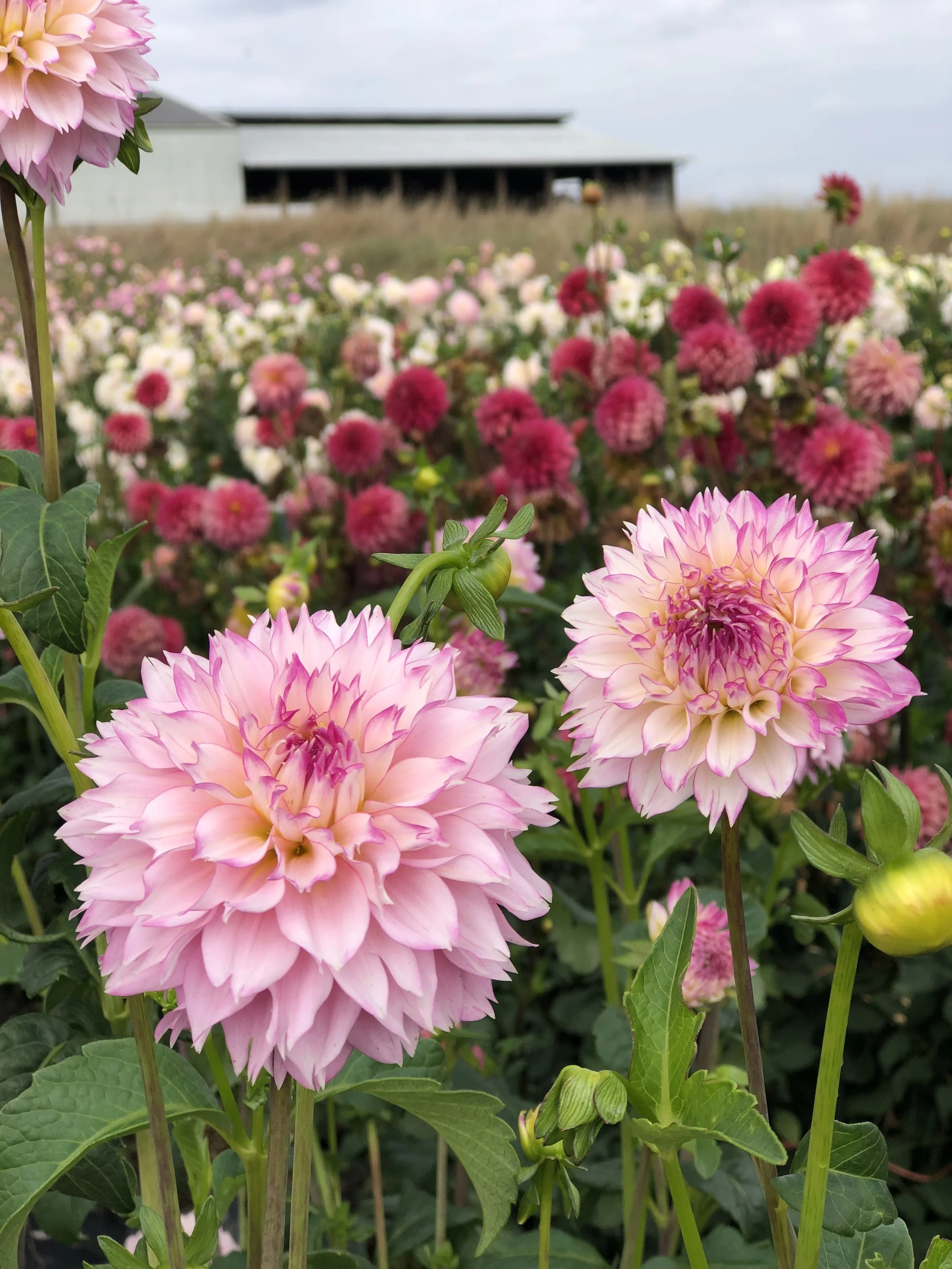 Hollyhill Pinkie — Dahlias by Julie