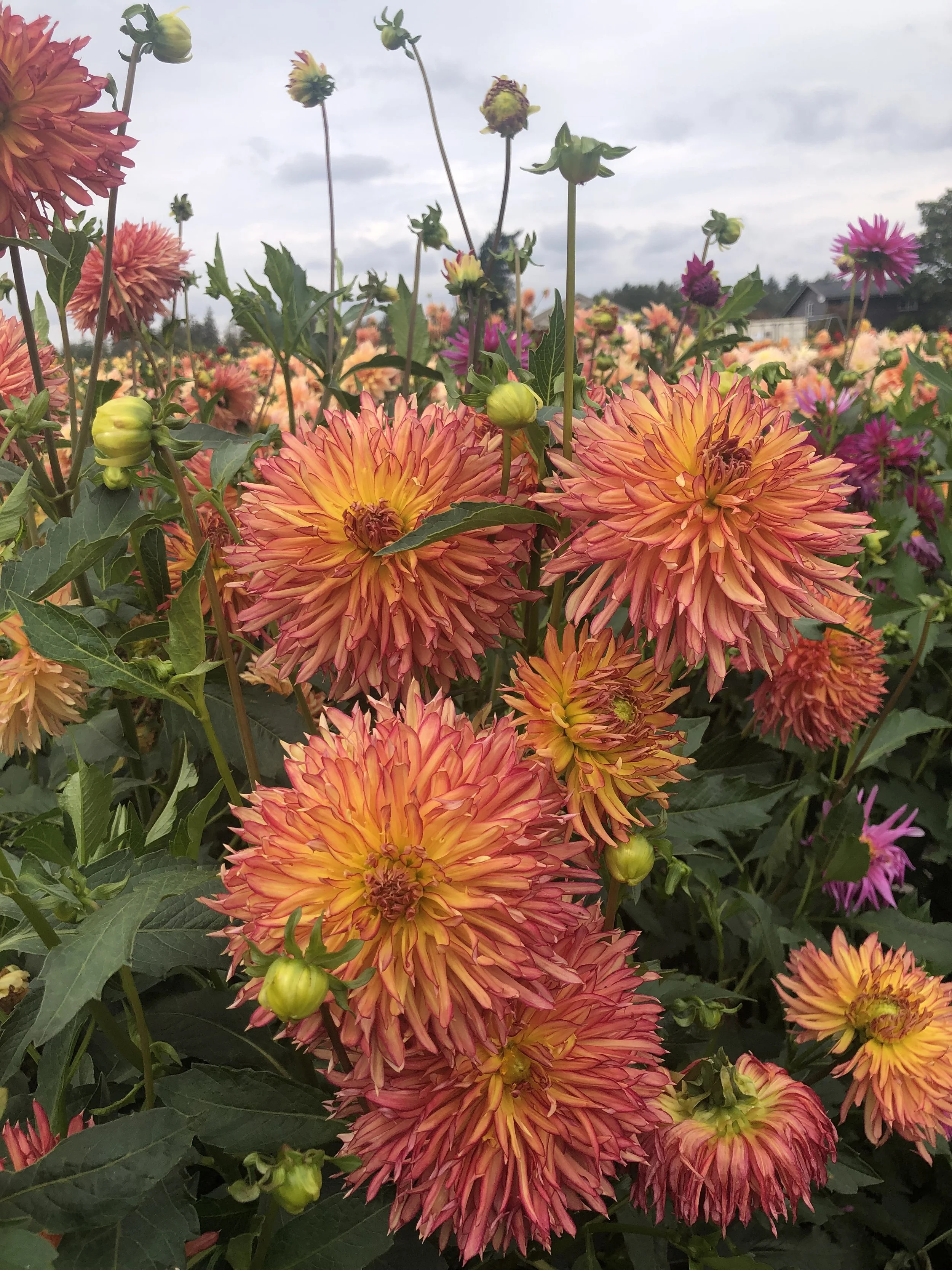 Wabi Sabi — Dahlias by Julie