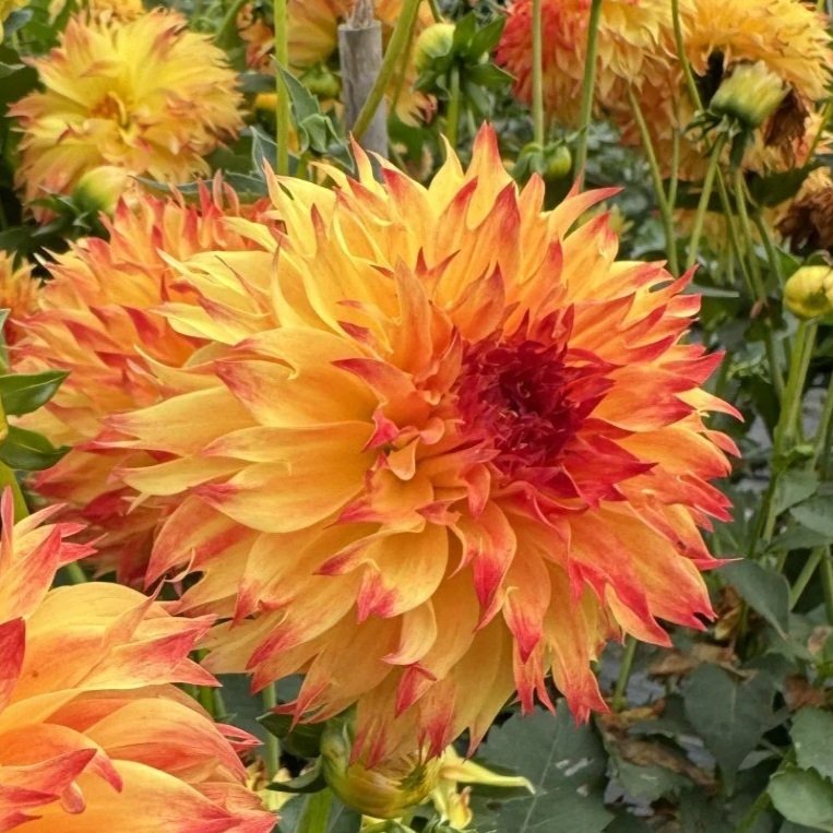 Bloomquist Georgia C