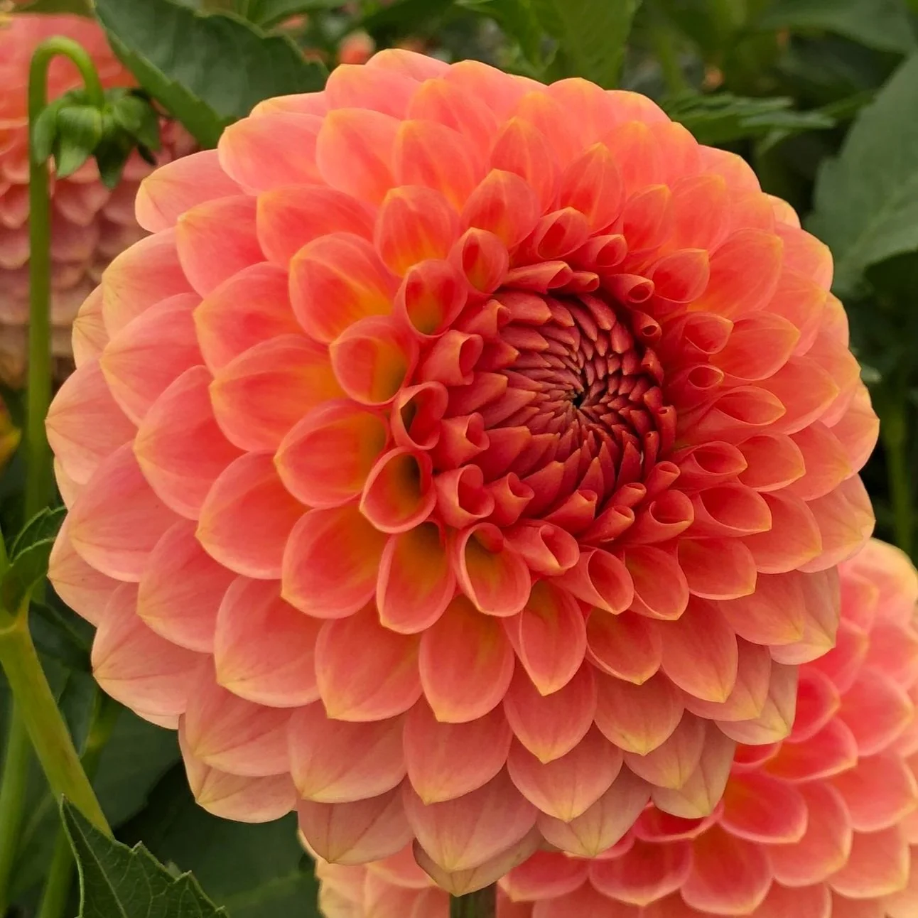 20th Ave. Softer Peach