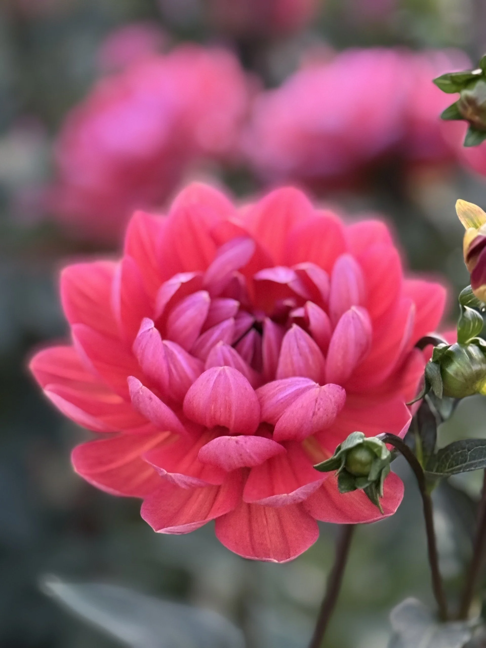 Hollyhill daydream .jpeg