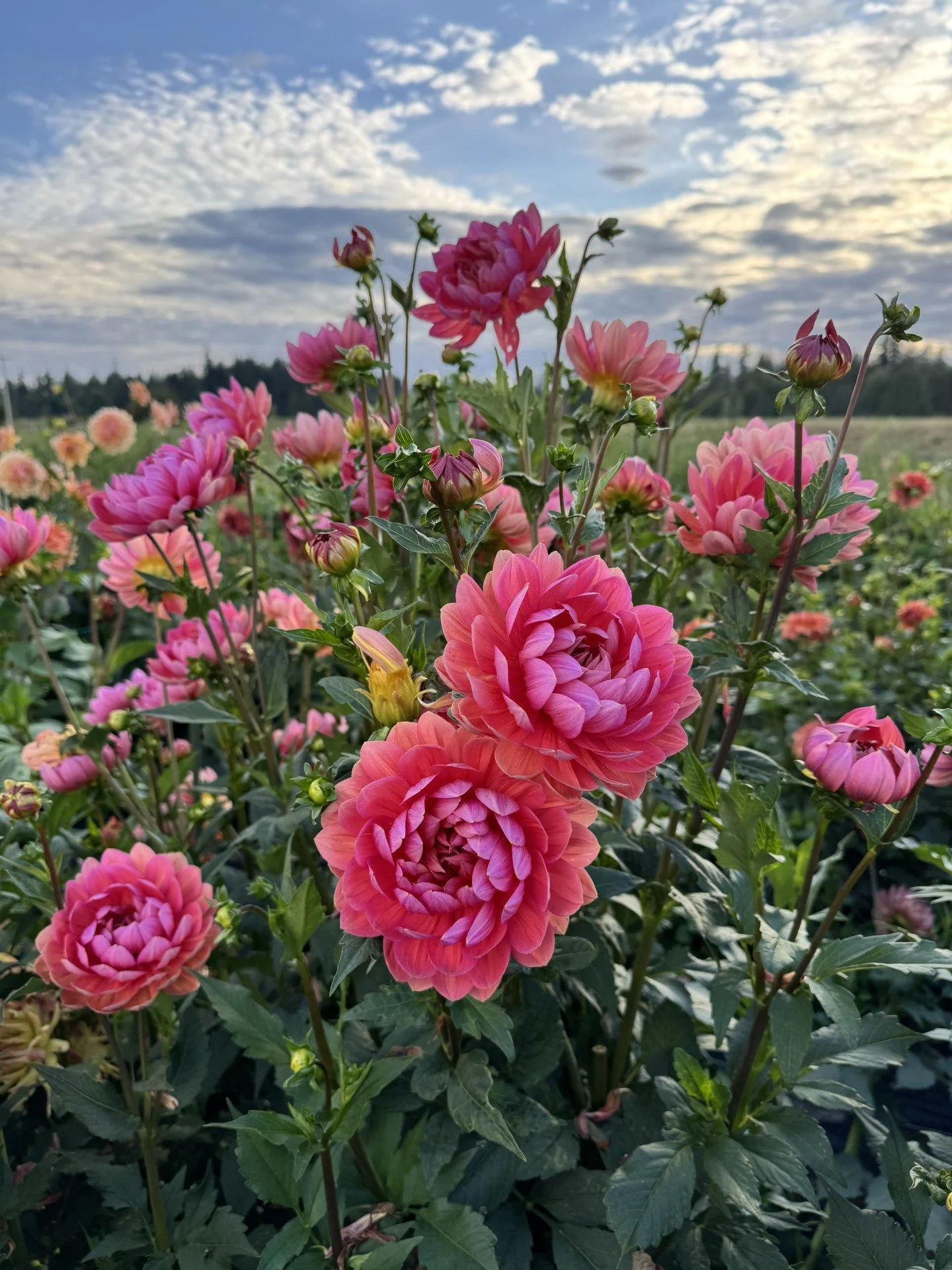 Hollyhill daydream2.jpeg