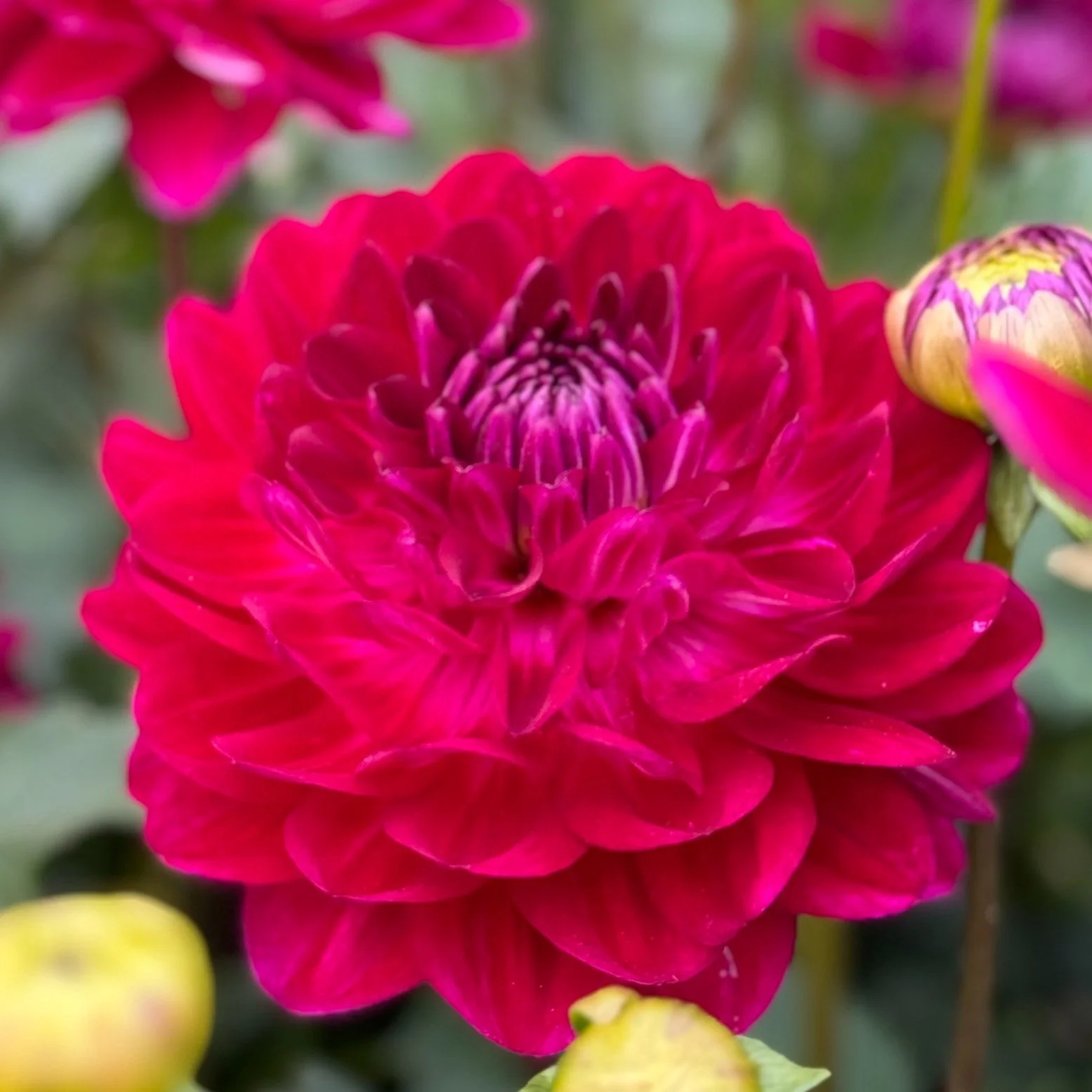 Sandia Bertha