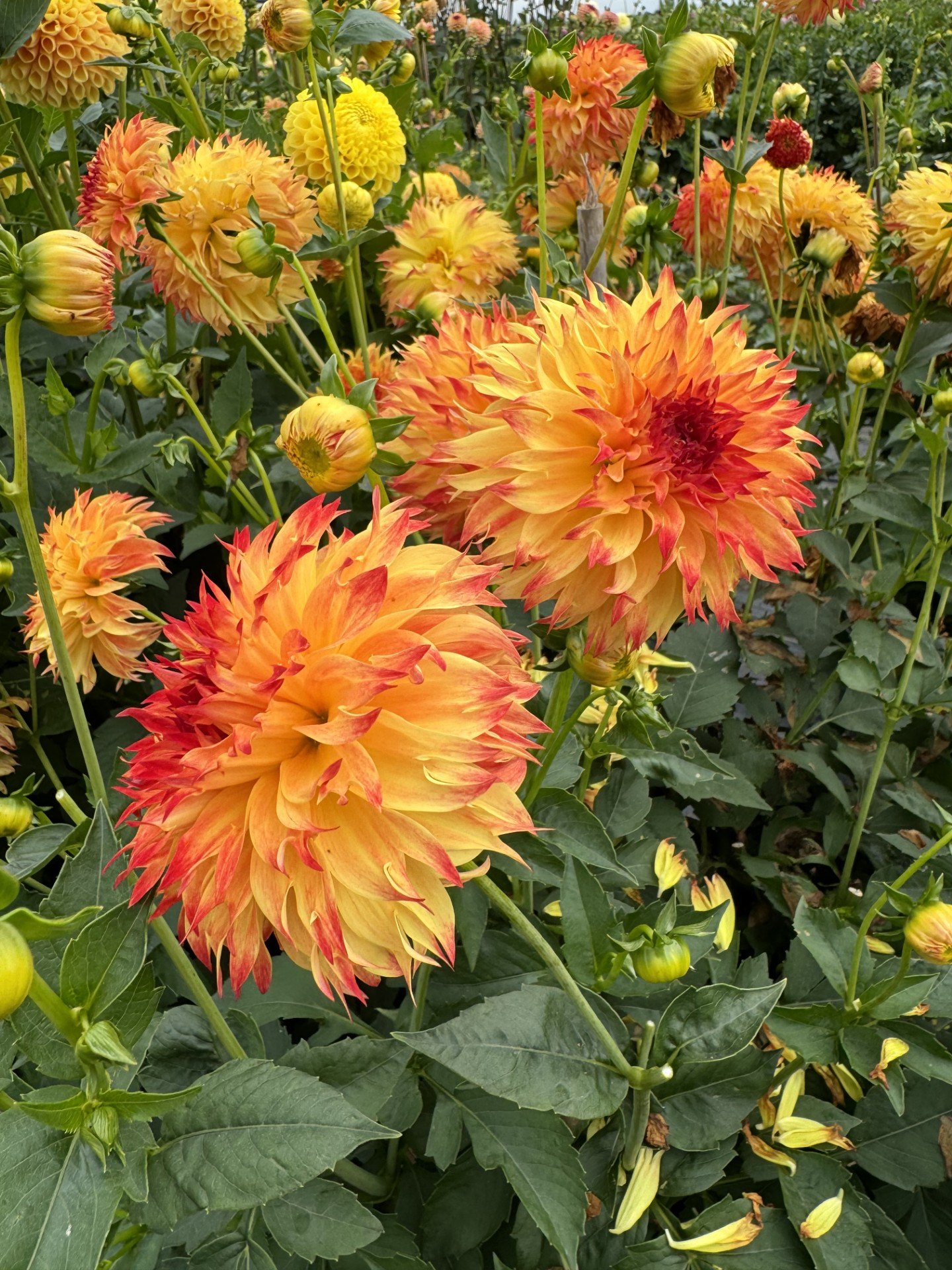 Bloomquist Georgia C — Dahlias by Julie