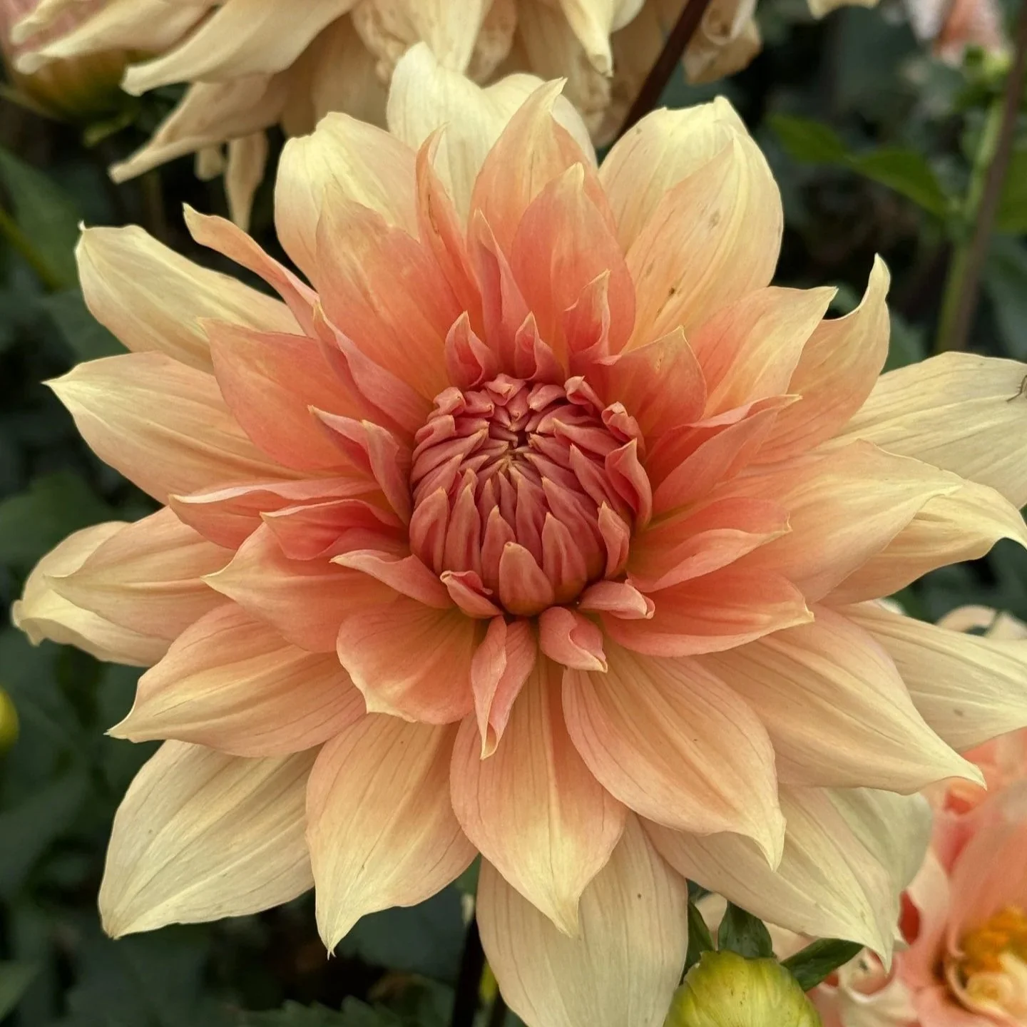 Wyn's Desert Sunrise