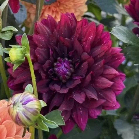 Hollyhill Black Widow