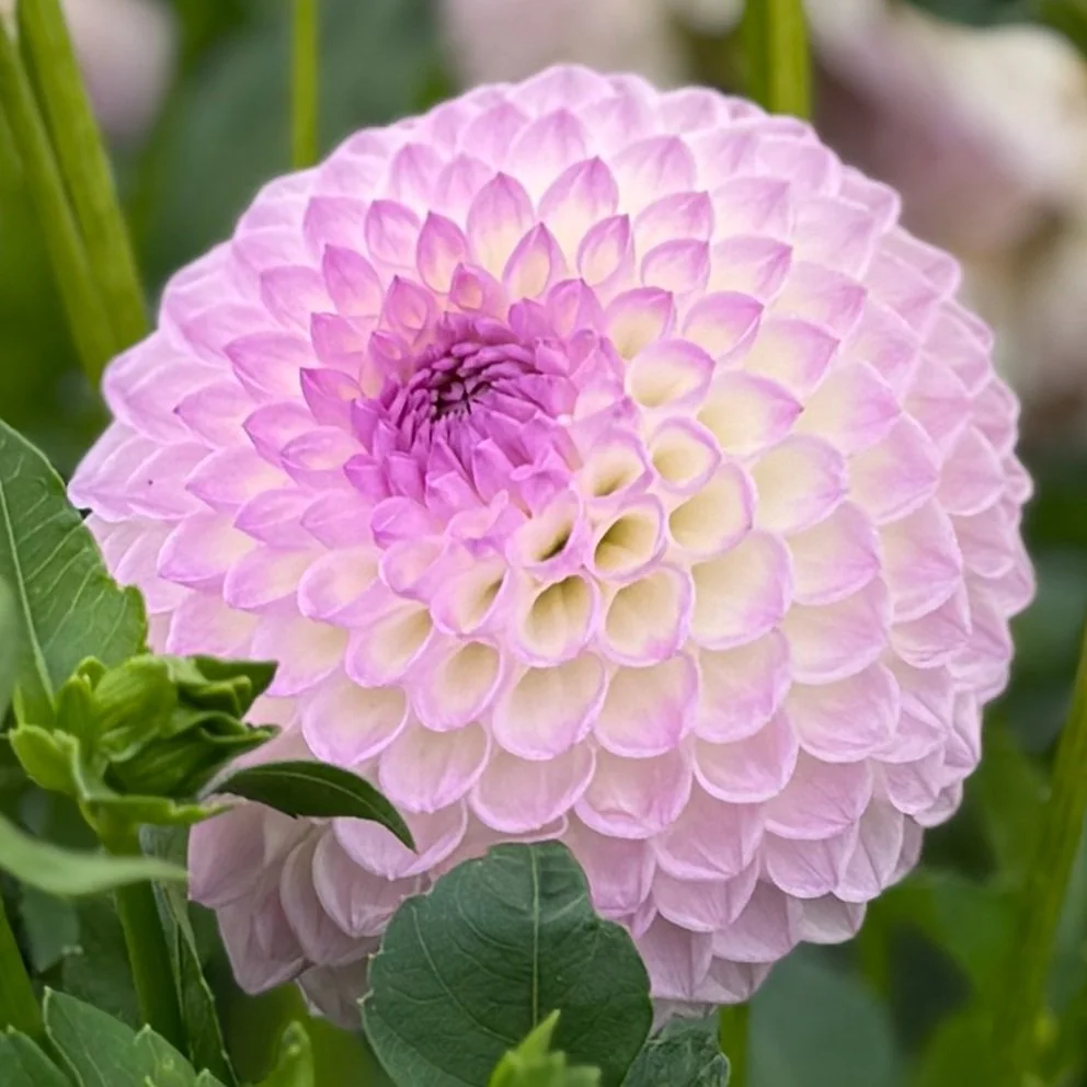 Westerton Ella Grace