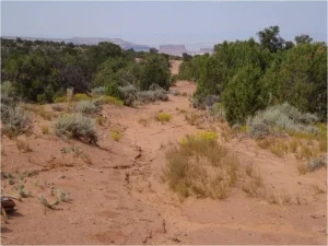 Desert soil near Moab, Utah–Taken from the presentation “Utah BLM’s Role in Colorado’s Early Snowmelt” by SUWA