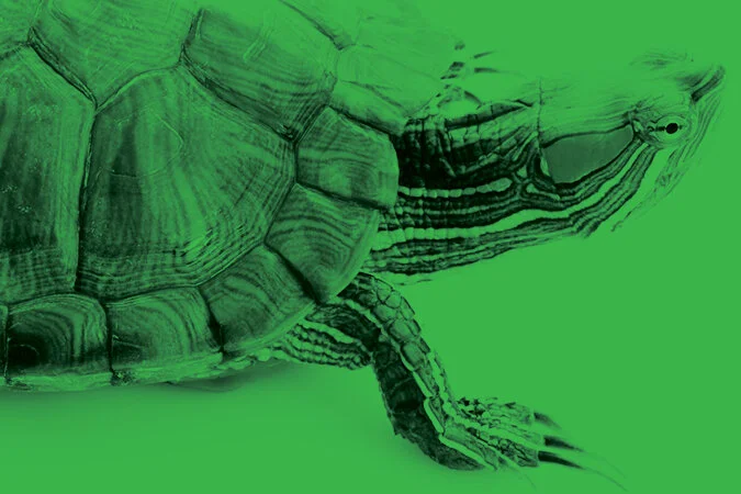 WEB FEATURES_FORMAT turtle creek.jpg