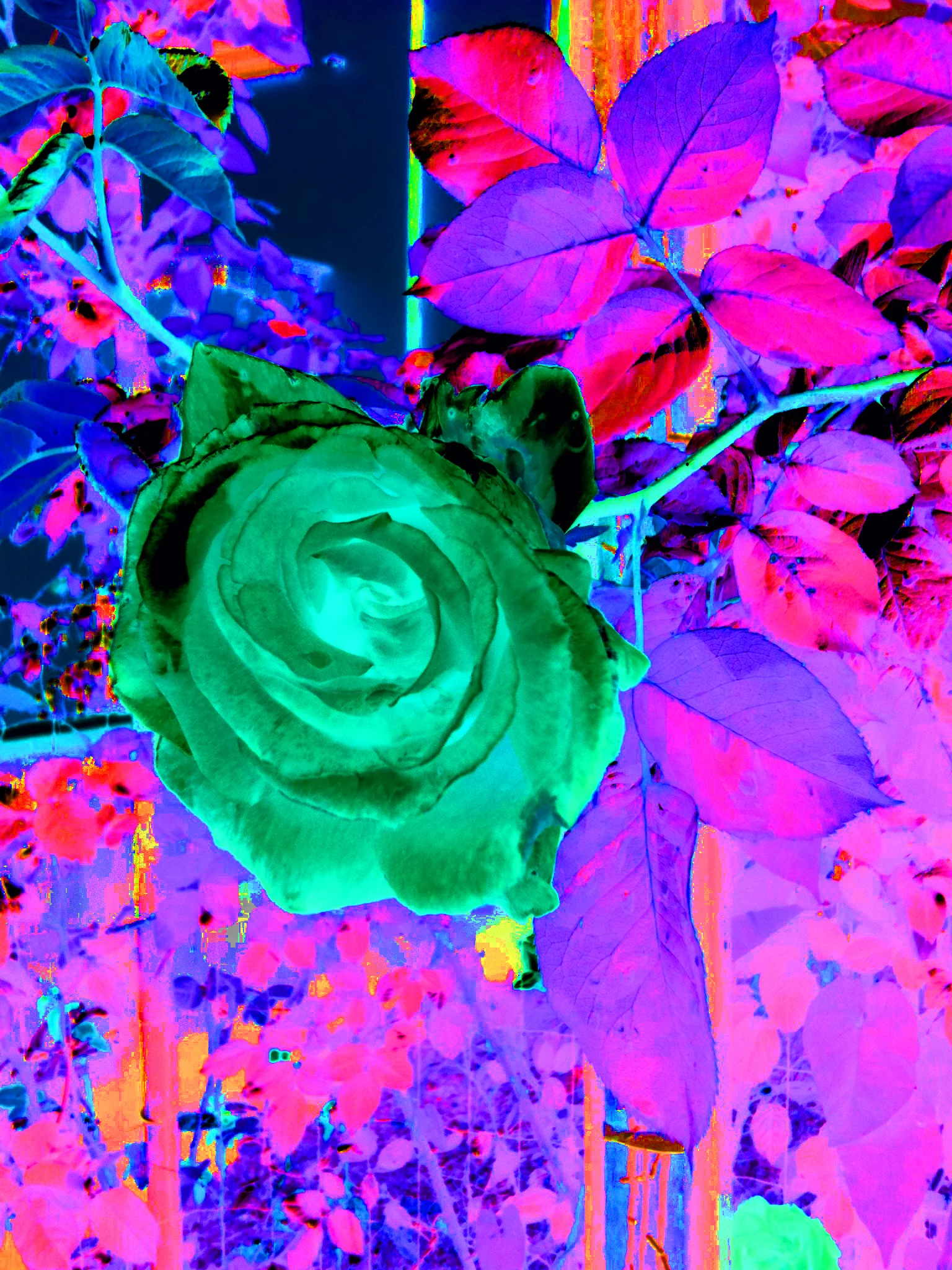 rose3.jpg