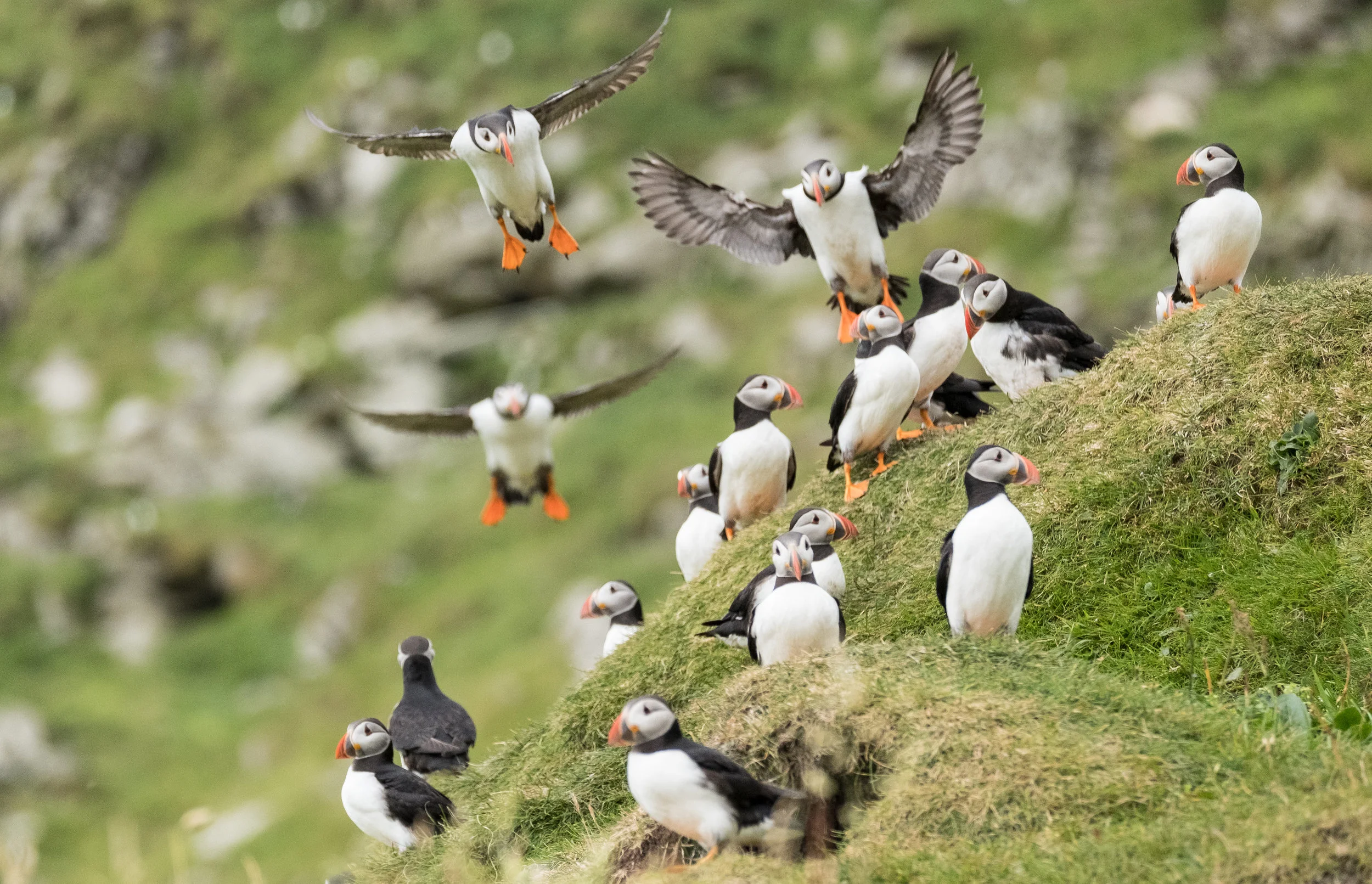 Taking flight - puffins on Mykines, Faroe Islands