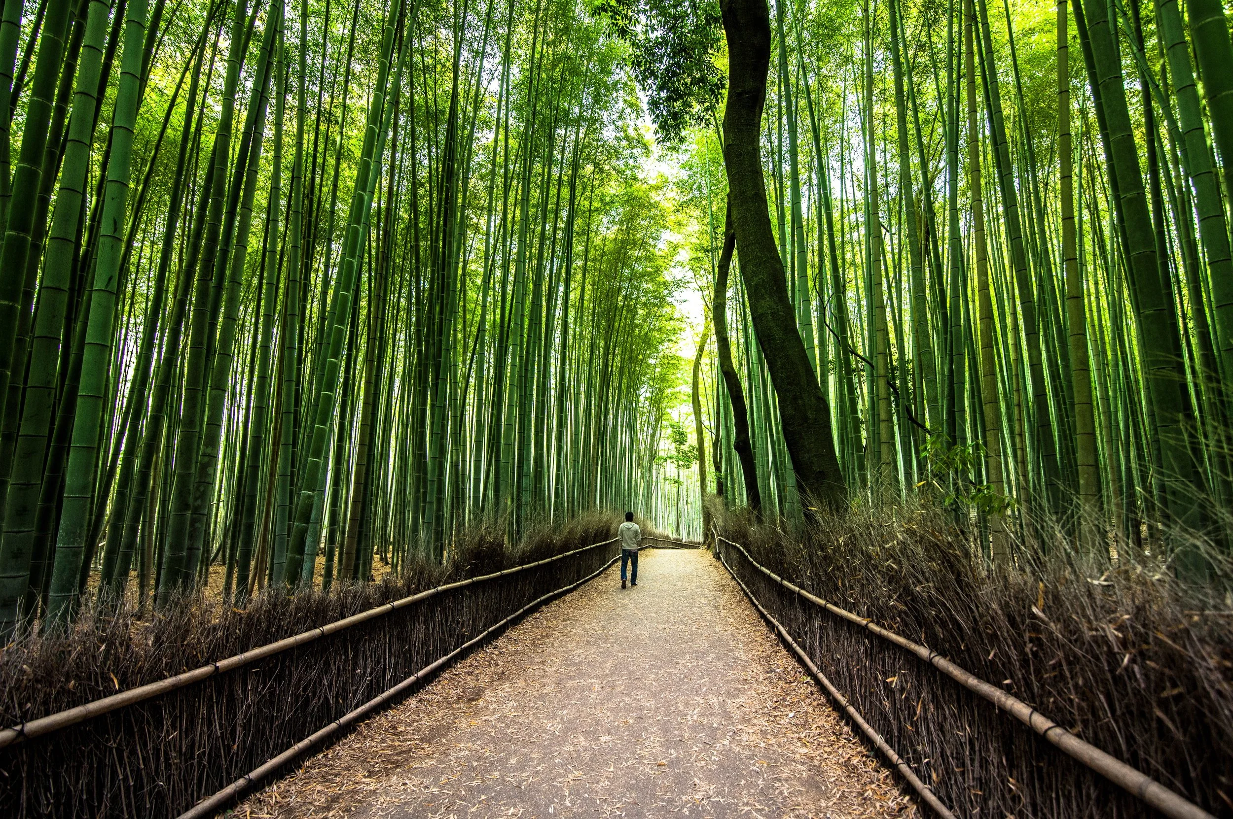 A walk in the forest