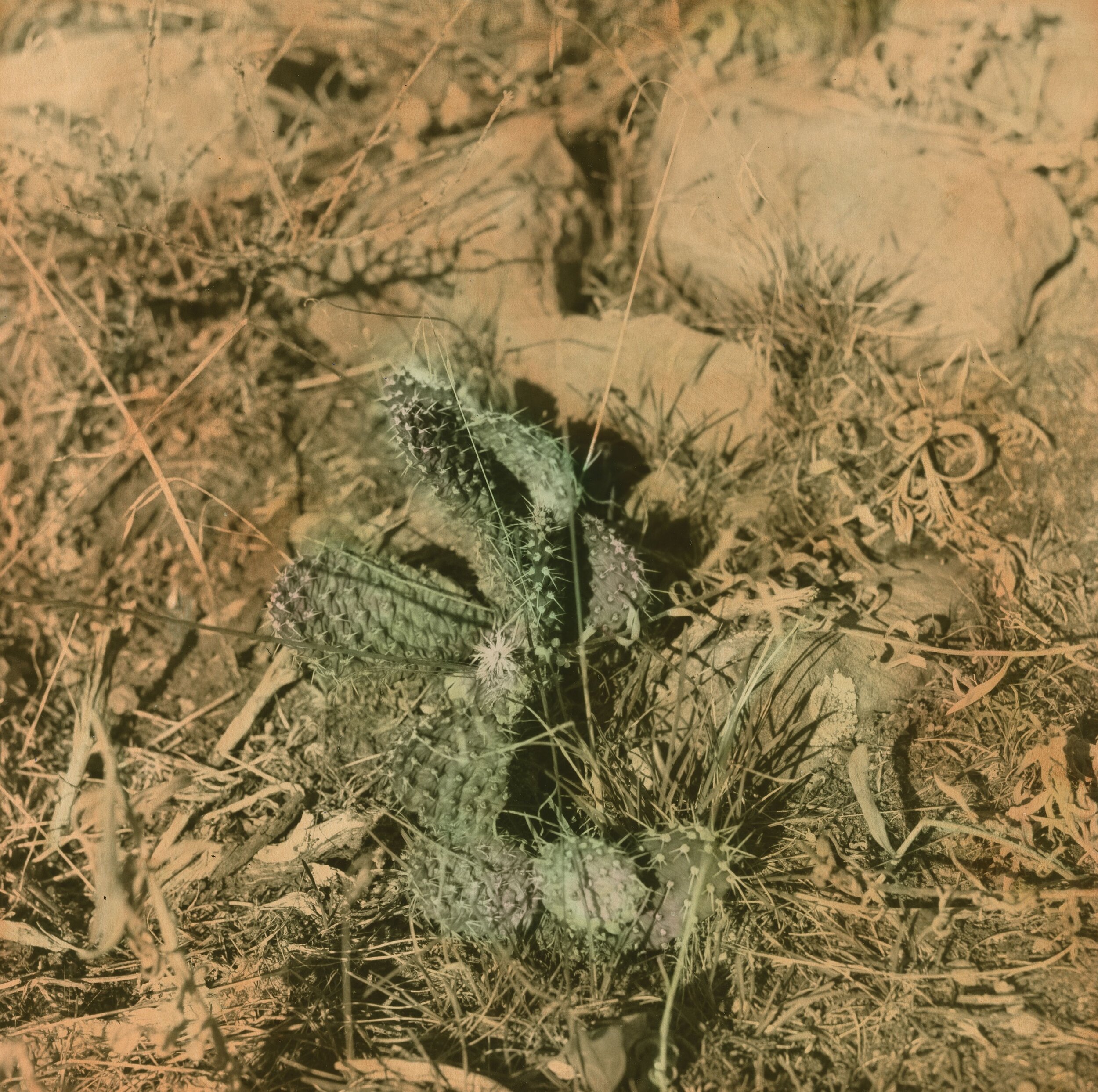 cactus scan.jpg