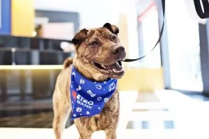 Metro_Bank_220617_776-300x200.jpg