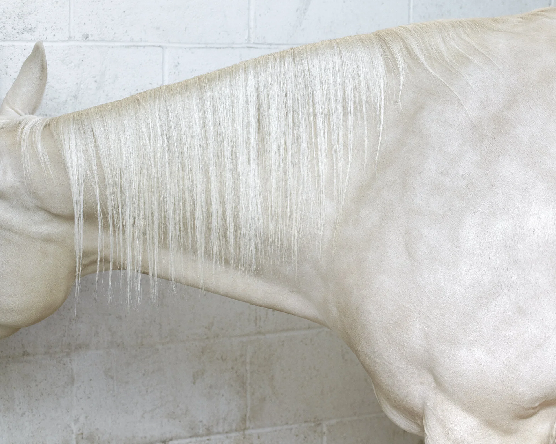 Horse.jpg