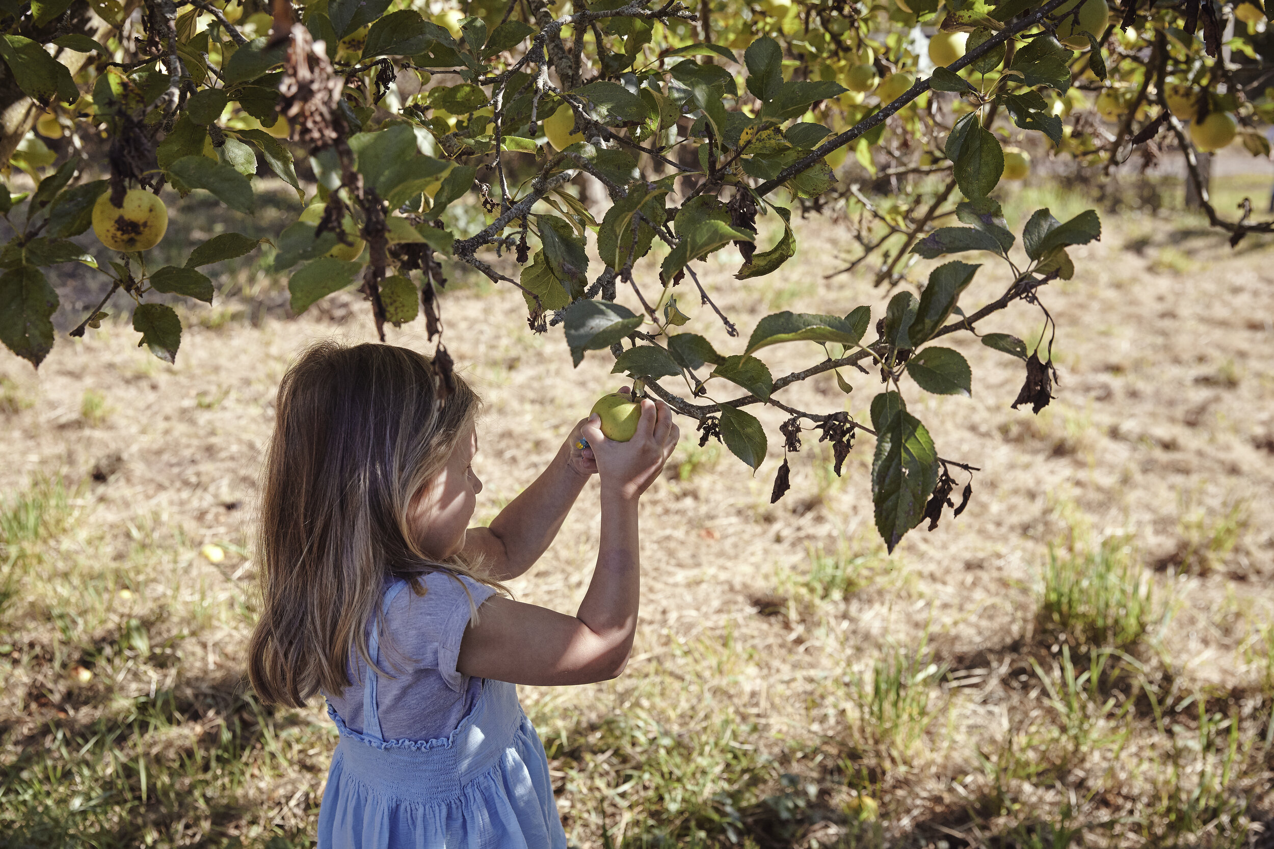 KLJ_LoseleyPark_September2019-Orchard-027.jpg