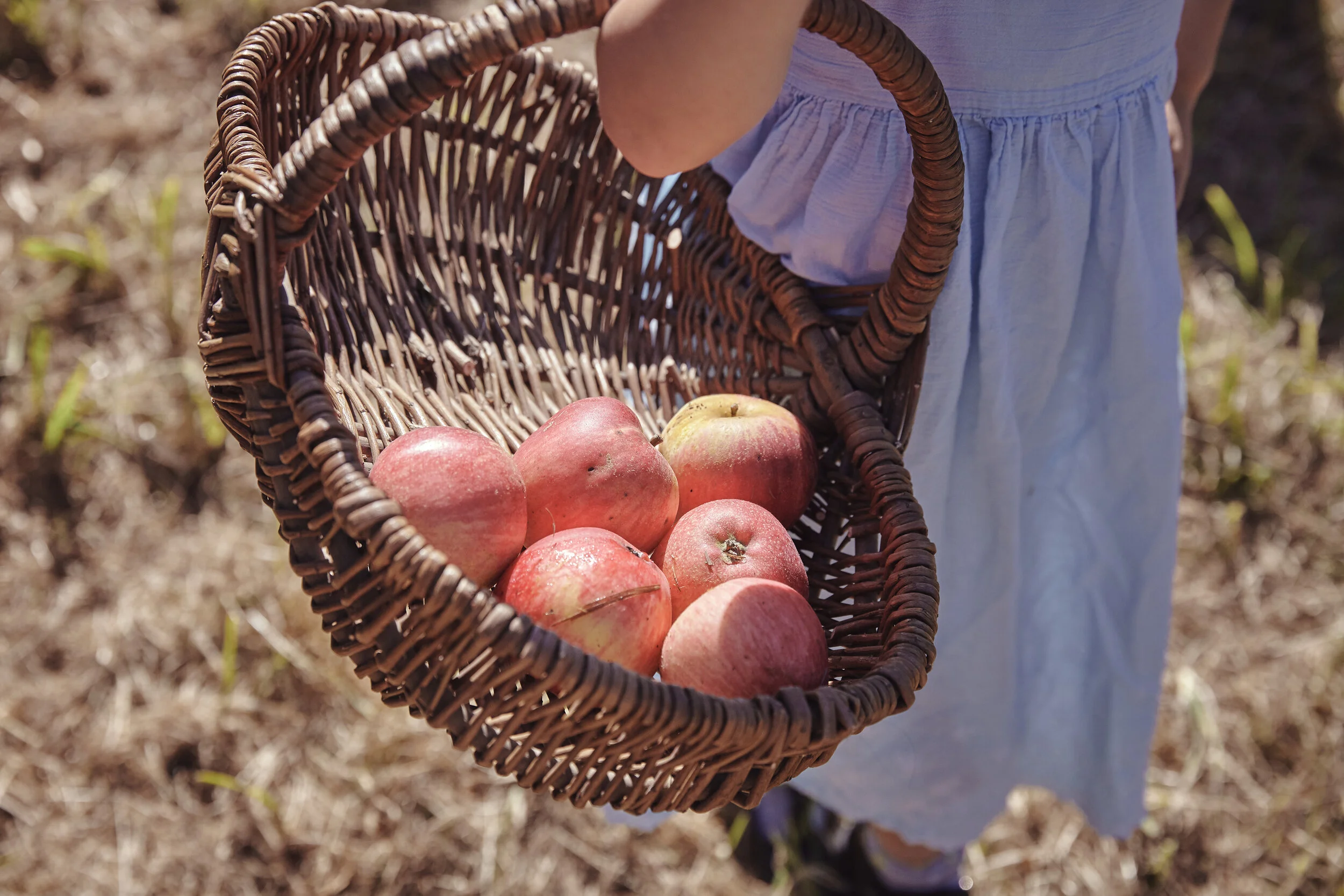 KLJ_LoseleyPark_September2019-Orchard-061.jpg