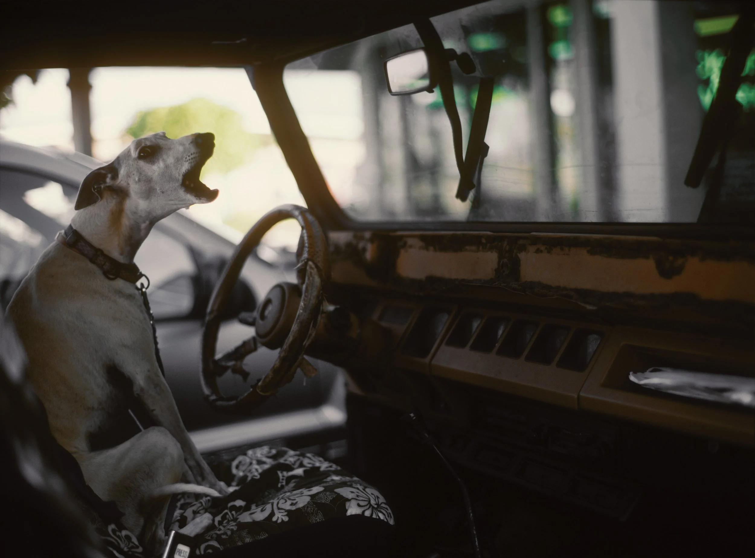 dog.jpg