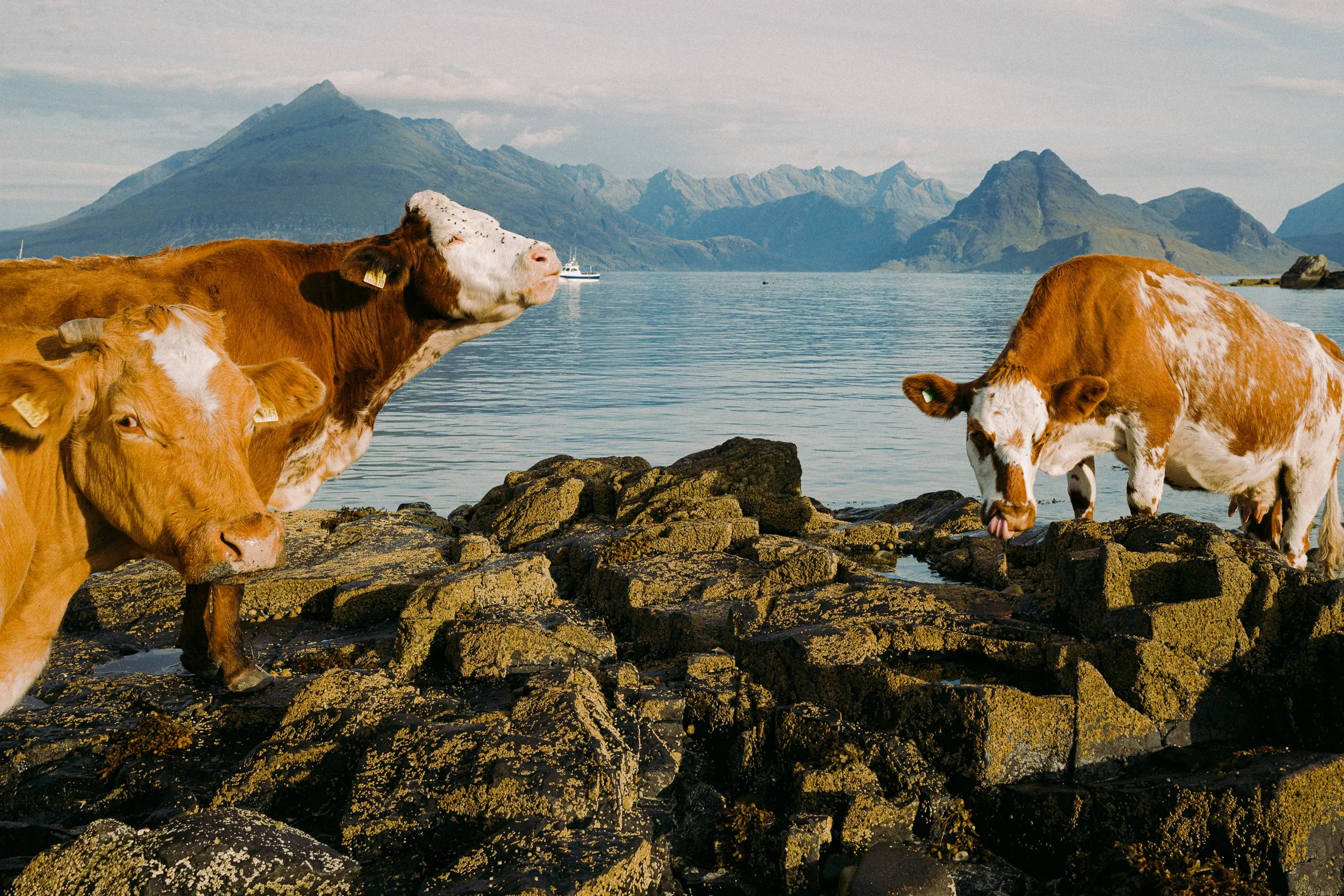 Scotland_by Katya Ilina_08.jpg