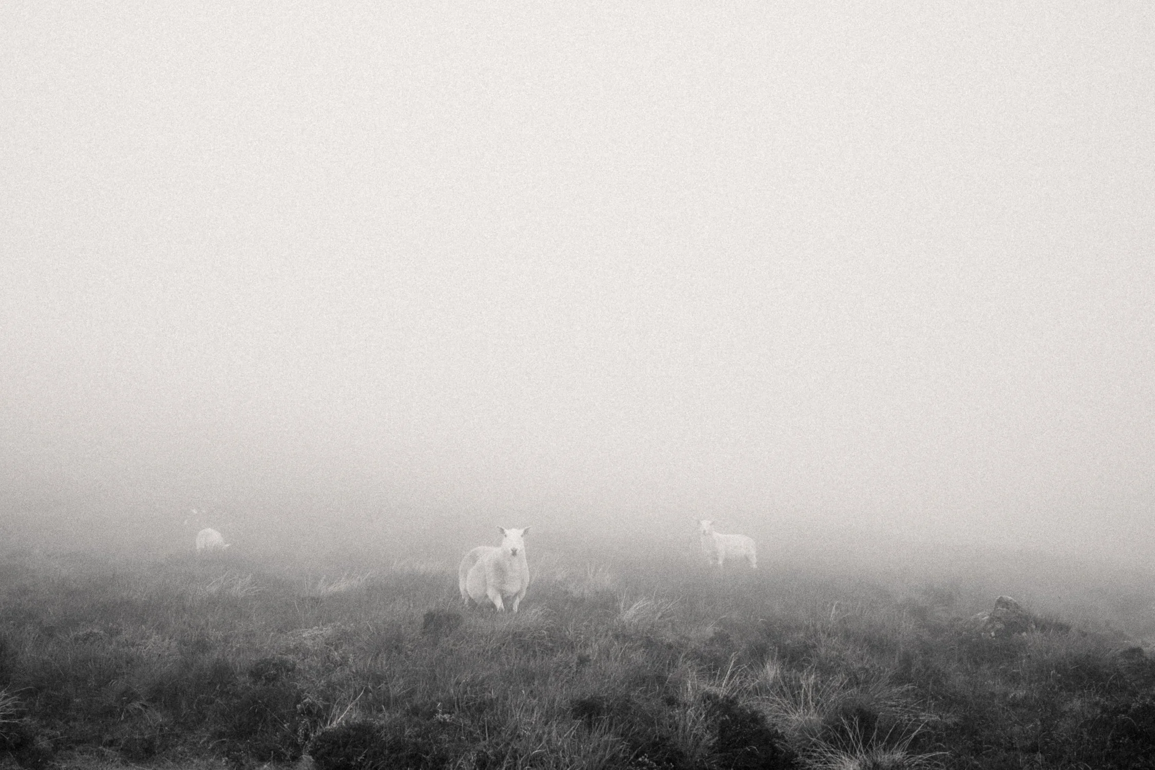 Scotland_by Katya Ilina_09.jpg