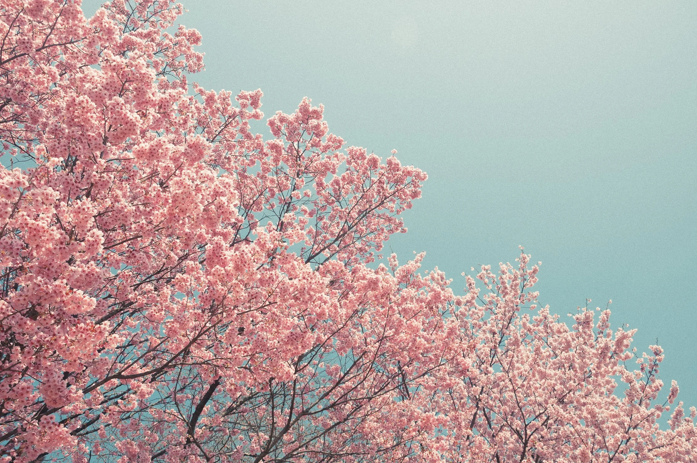 Tokyo Sunrise_by Katya Ilina_01.jpg