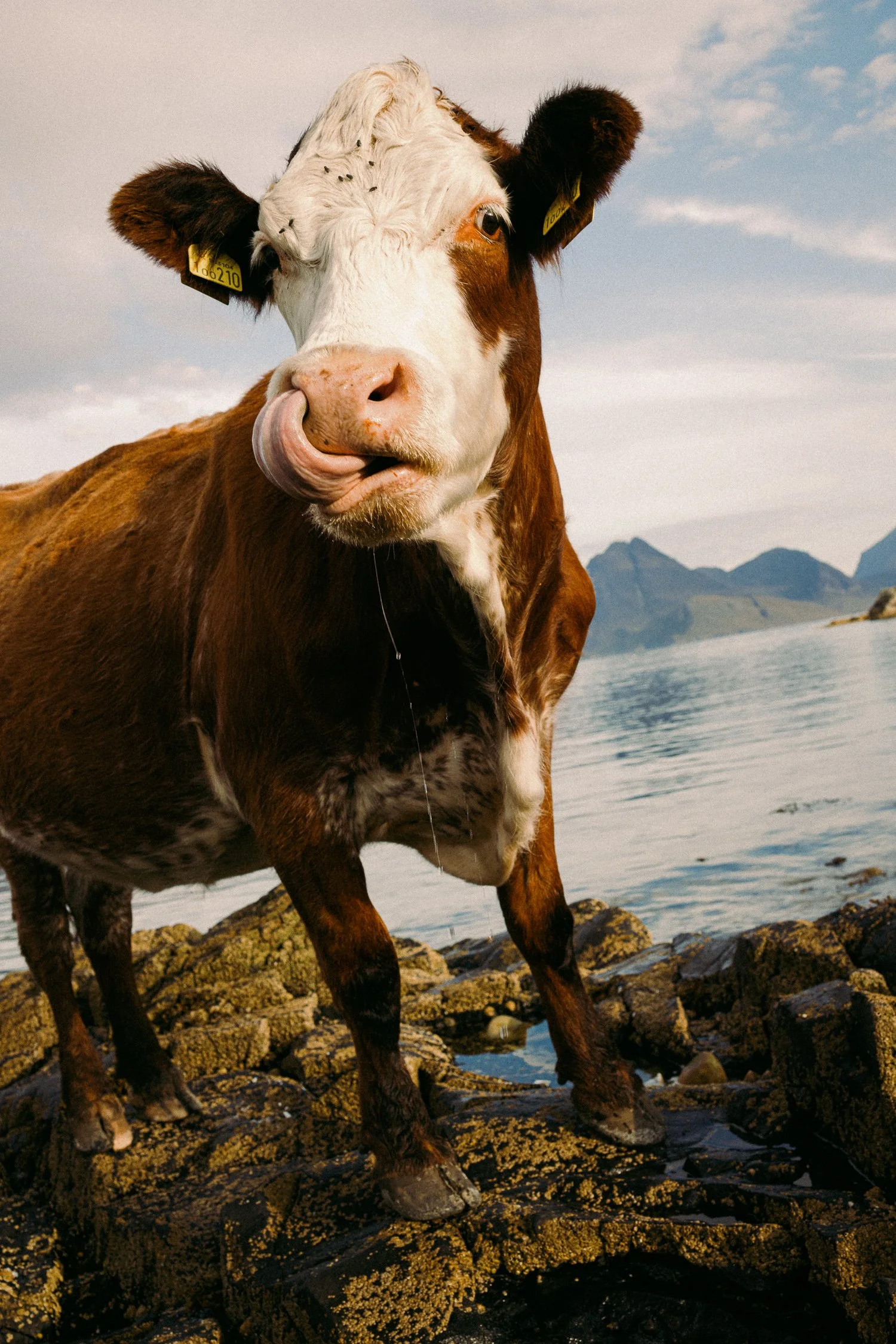 Scotland_by Katya Ilina_11.jpg