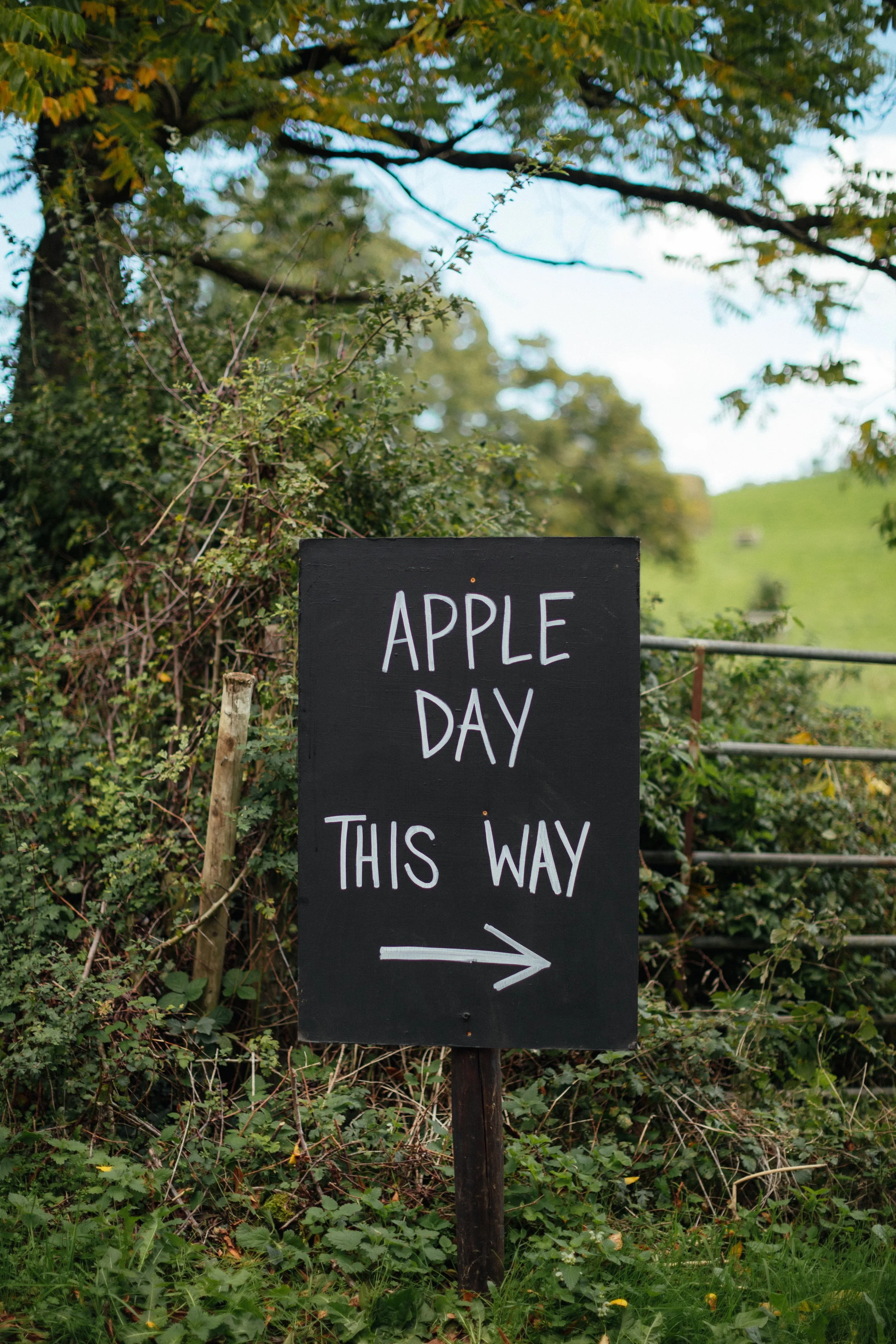 Bens Apple Day 25-1.jpeg