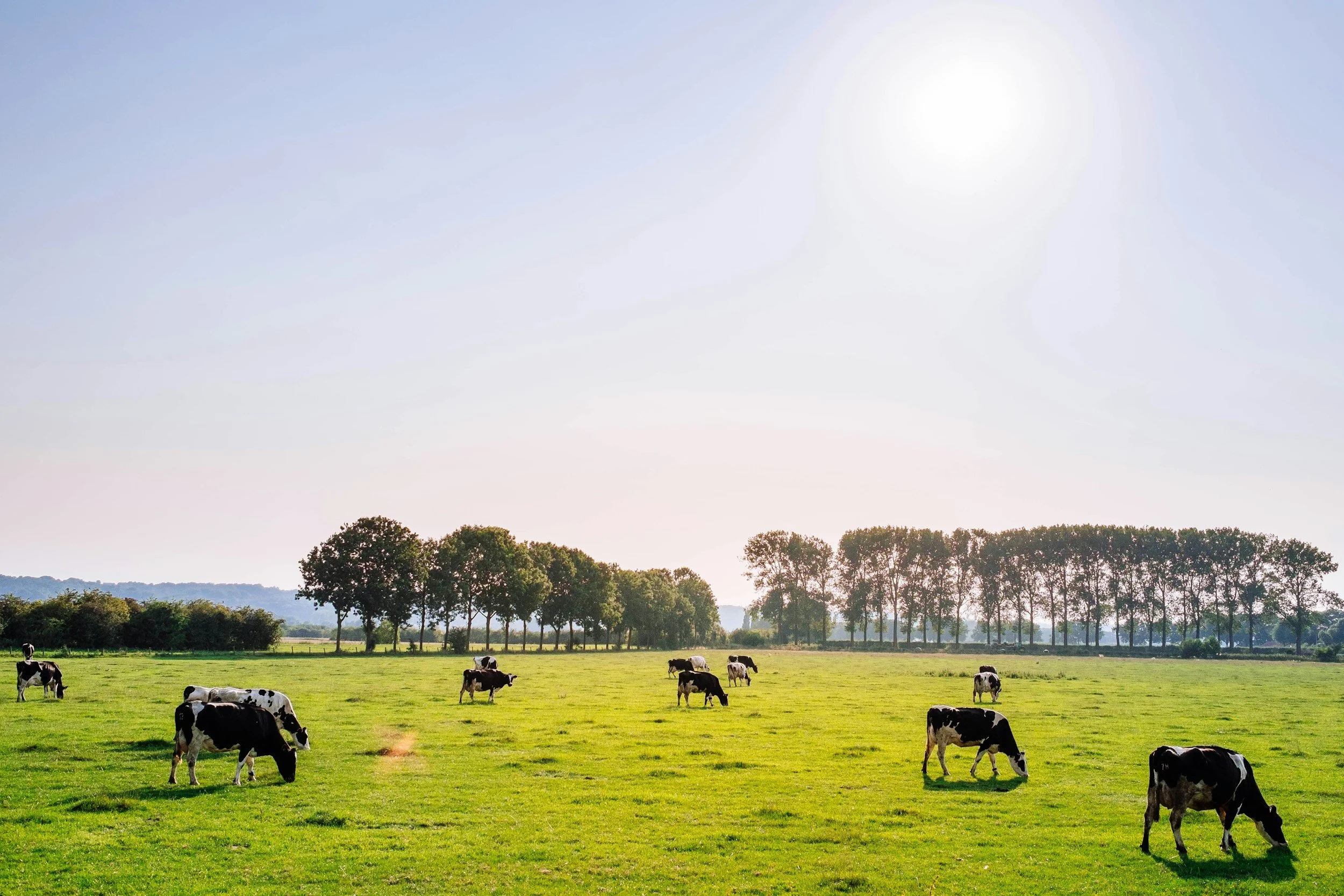 Part 1: Grass-fed Beef - What It Really Means (and Why It Matters!)