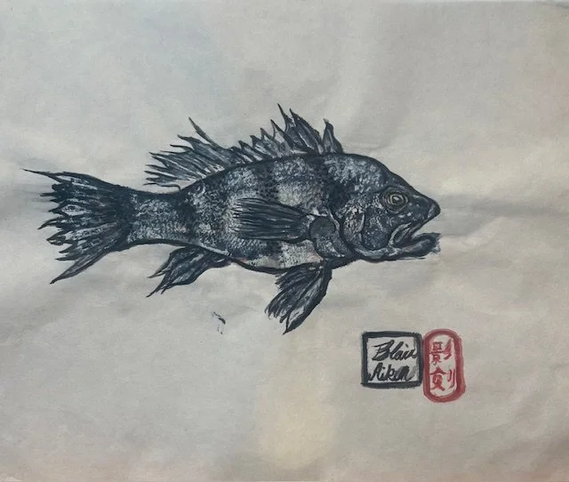 Black Drum ( study)