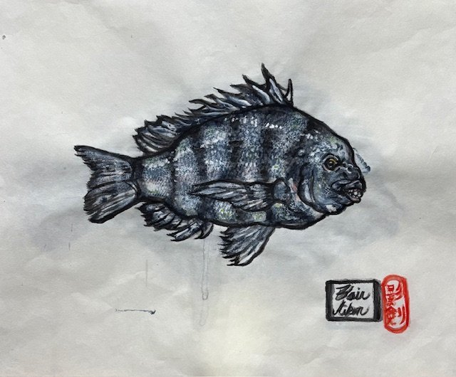 Sheepshead ( study)
