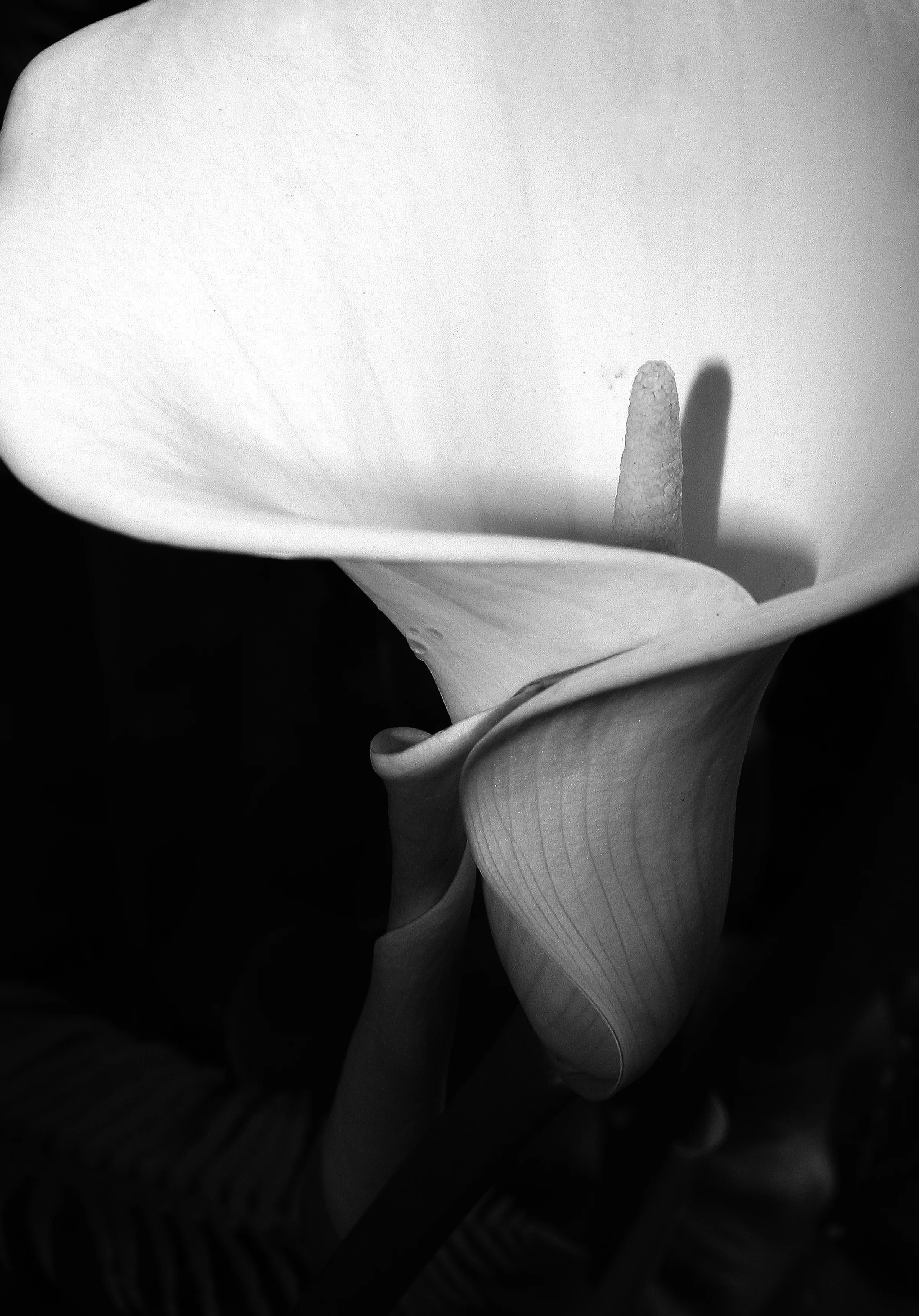 Calla Lily zantedeschia aethiopiasml.jpg