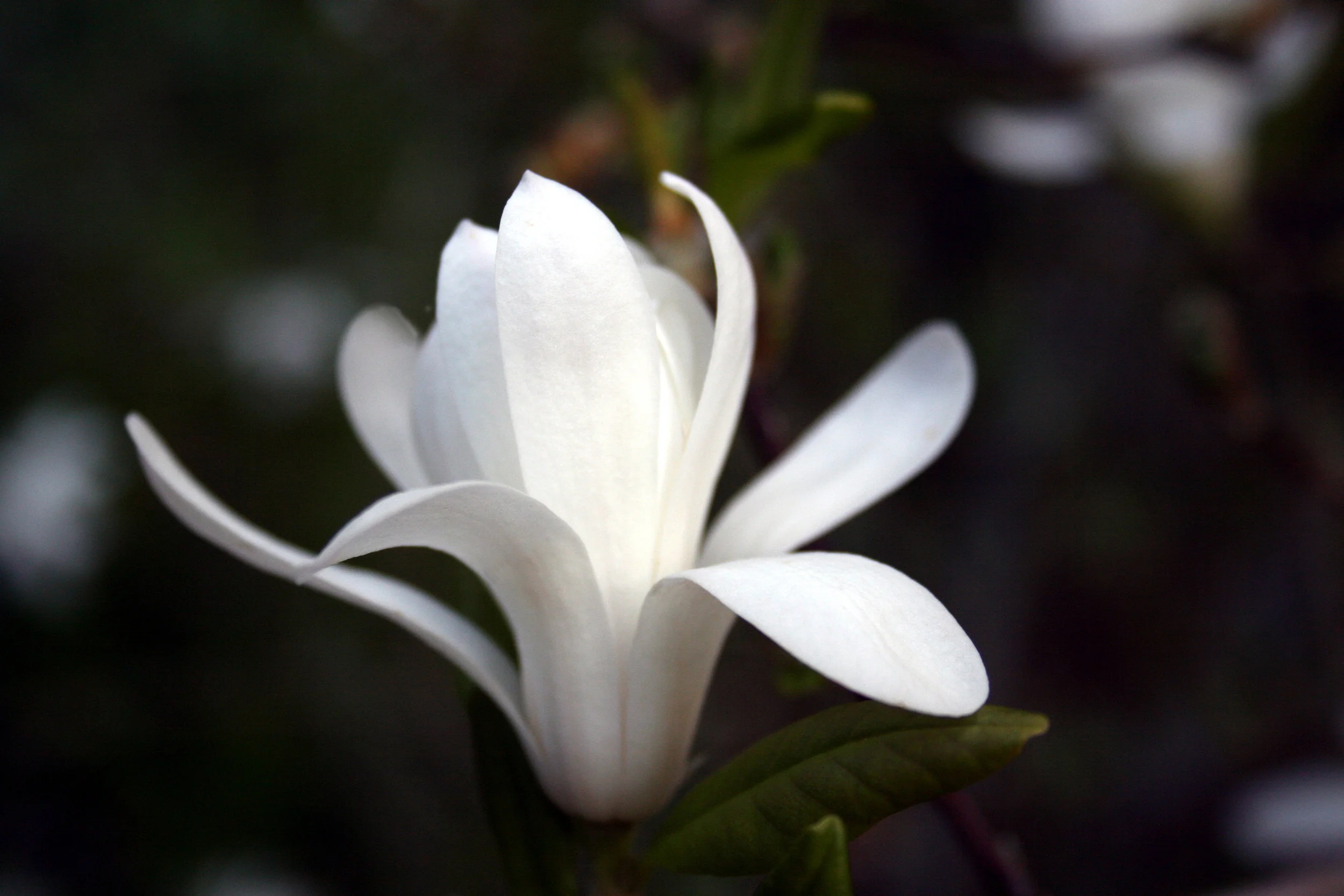 Star Magnolia magnolia stellatosm.jpg