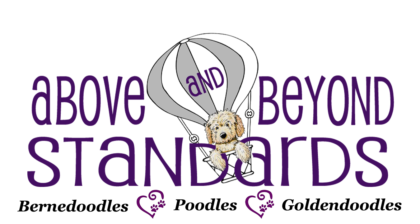 Above and Beyond Standards, Top Rated Bernedoodle, Goldendoodle, & AKC Standard Poodle Puppies in NC!