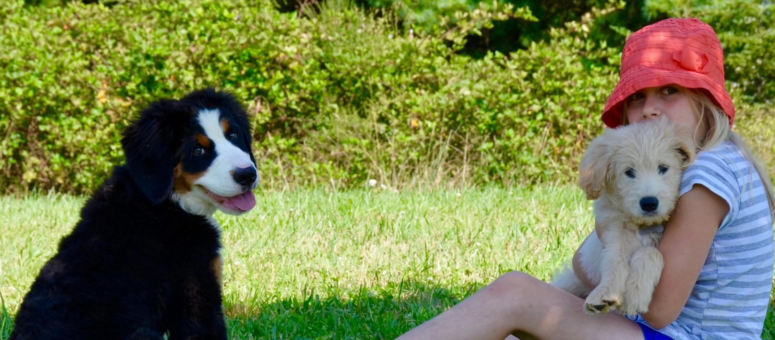 Puppy Application Photo.jpg