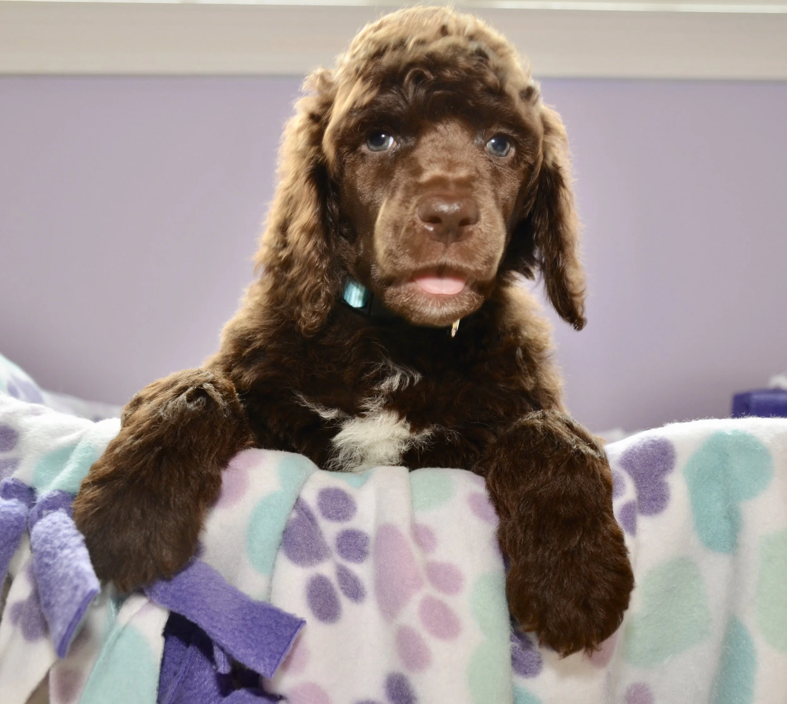 Akc Standard Poodle Puppies