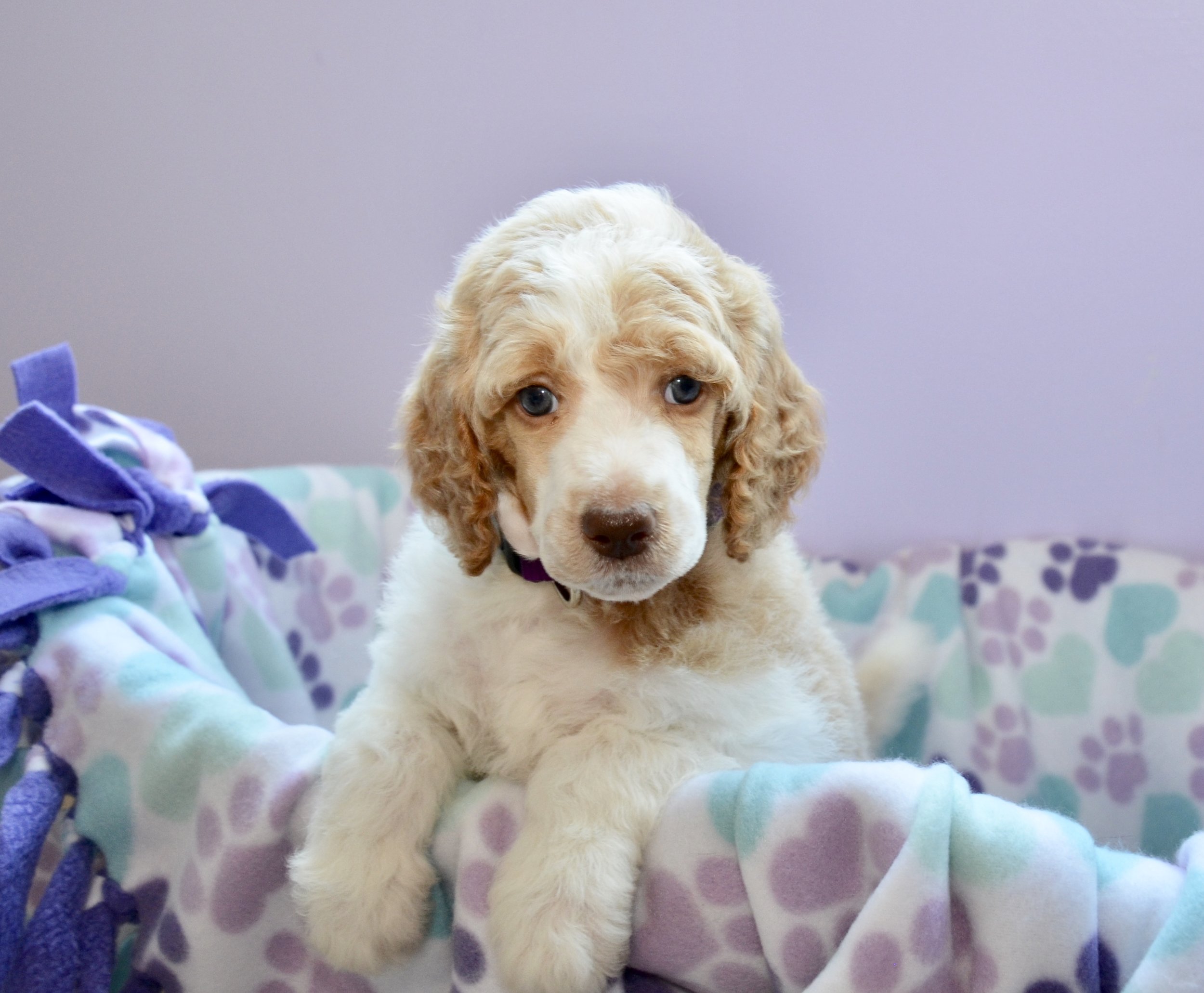 Above and Beyond Standards Red &amp; White Parti Standard Poodle Puppy