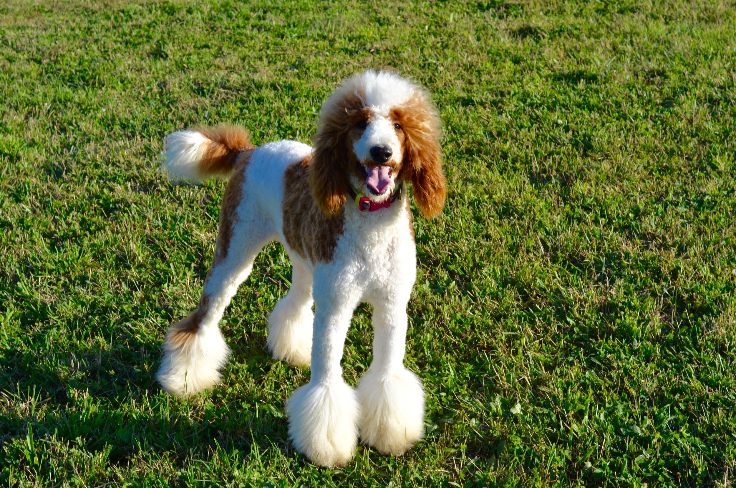 Above and Beyond Standards - Red &amp; White Parti Standard Poodle Elsa