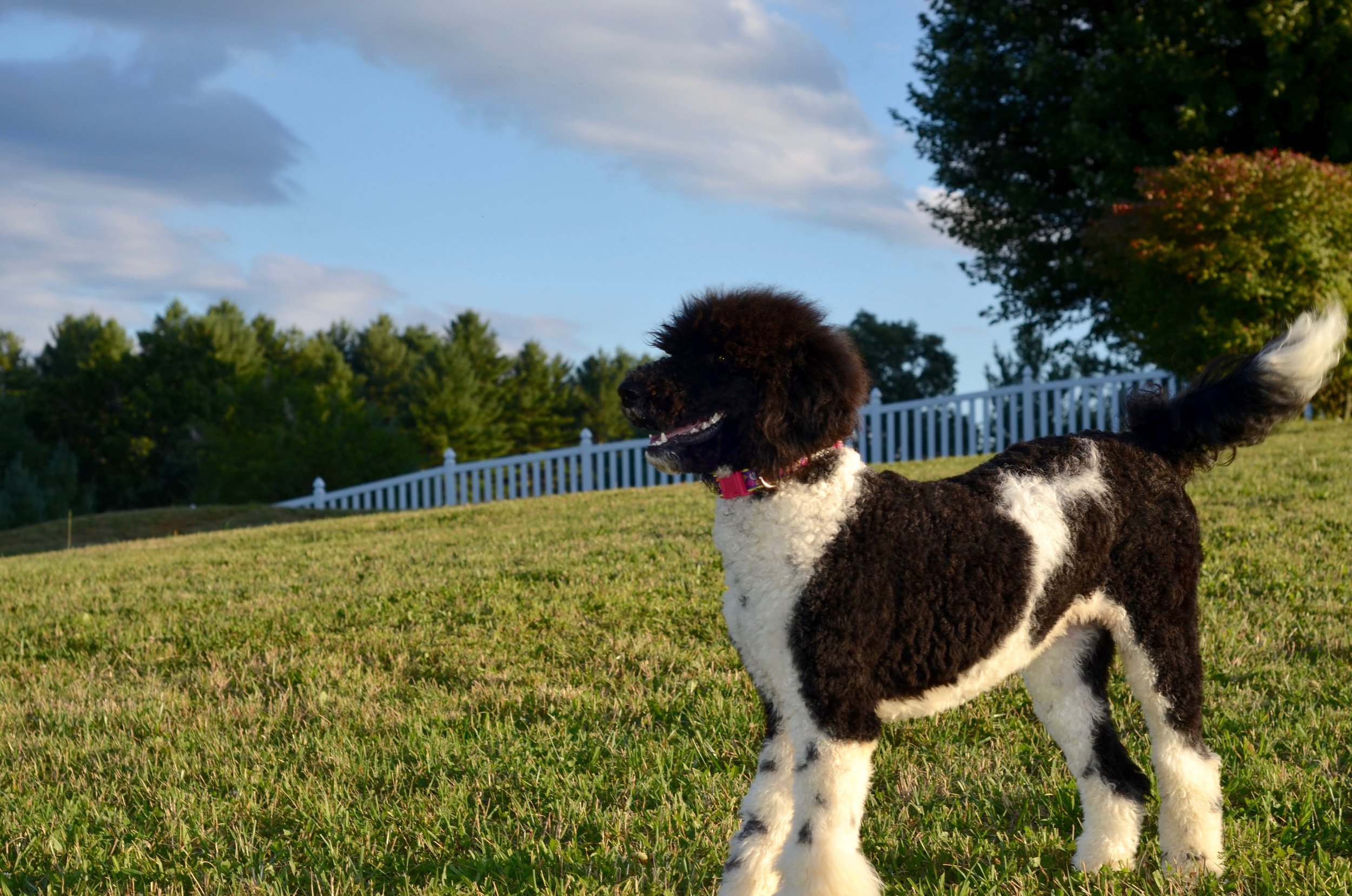 Above and Beyond Standards - Black &amp; White Parti Standard Poodle Gianna