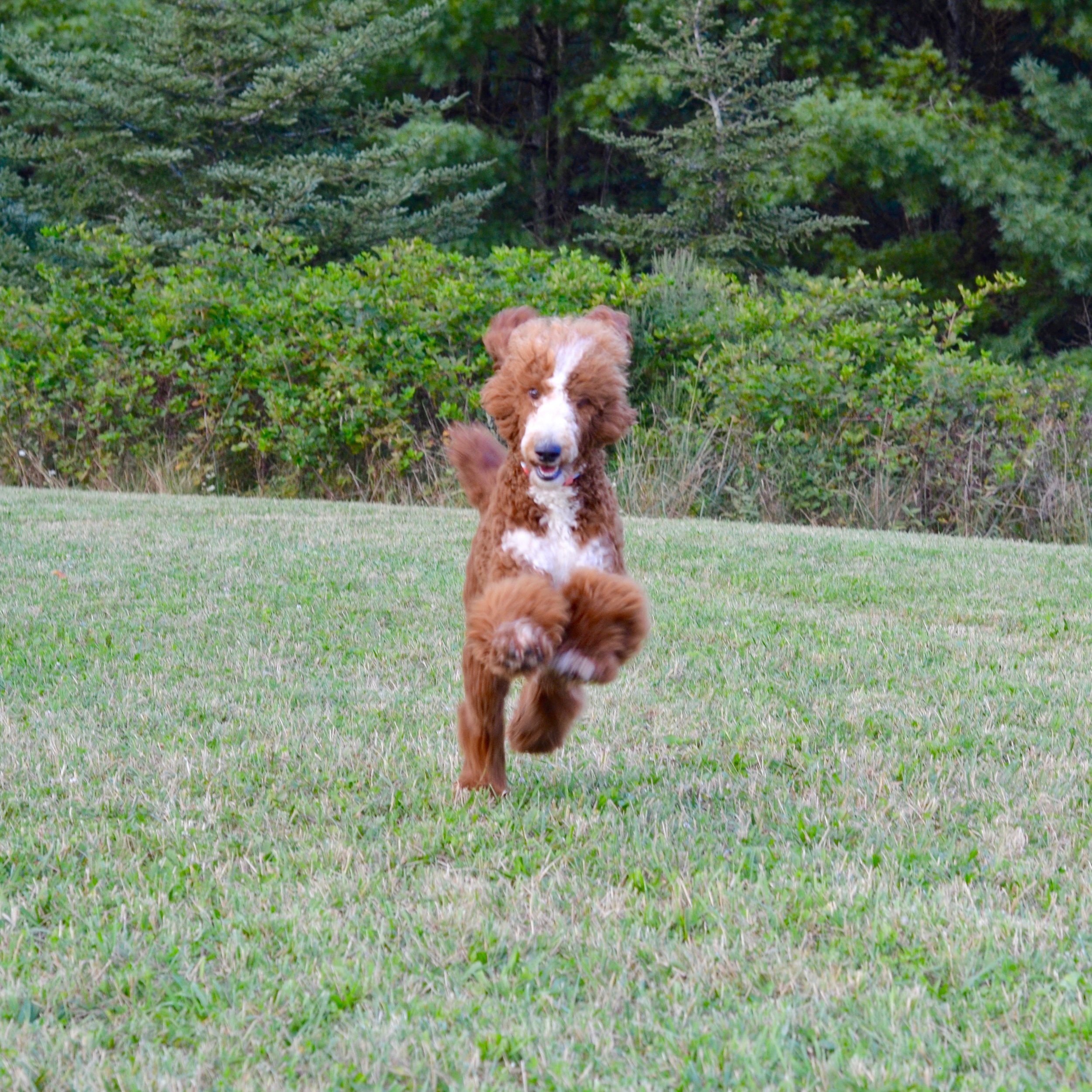 Above and Beyond Standards - Red Abstract Standard Poodle Anna