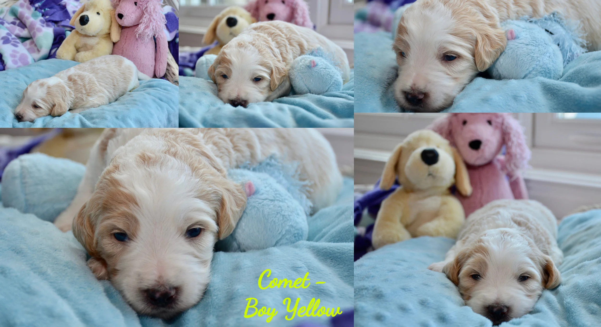 _Comet Boy Yellow_ Elsa & Kristoff F1B English Goldendoodle November 17, 2018 Litter.jpg