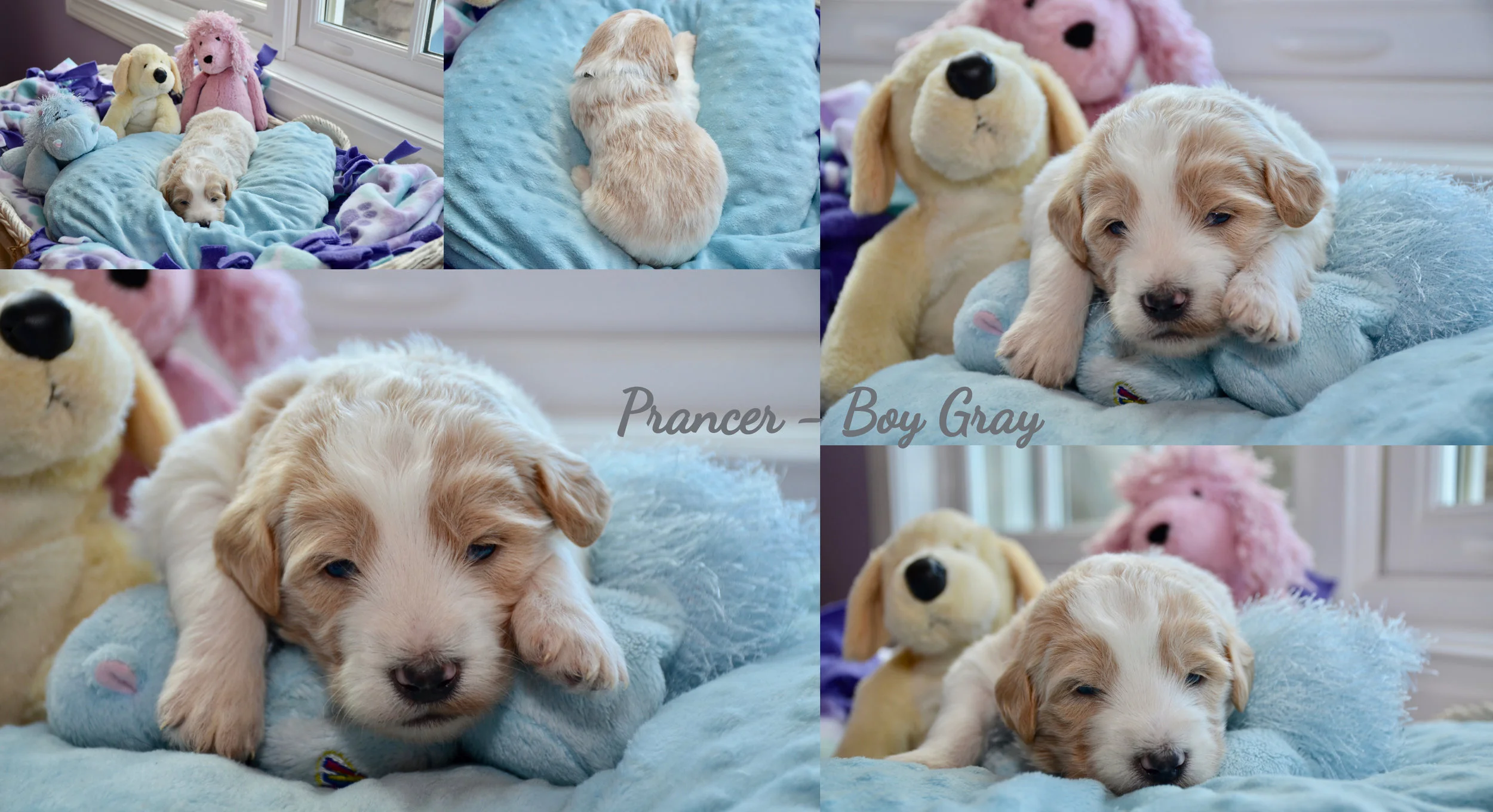 _Prancer Boy Gray_ Elsa & Kristoff F1B English Goldendoodle November 17, 2018 Litter.jpg