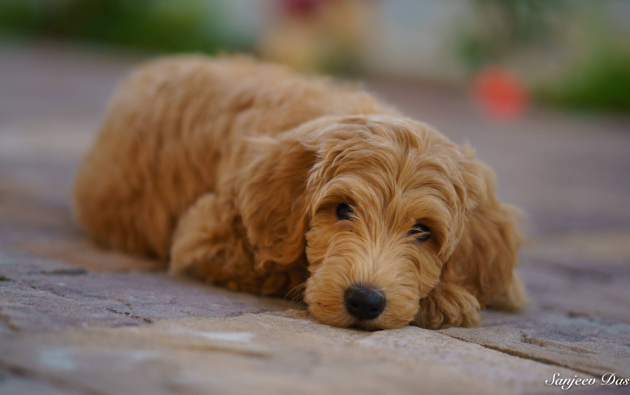 Above and Beyond Standards English Goldendoodle Puppy