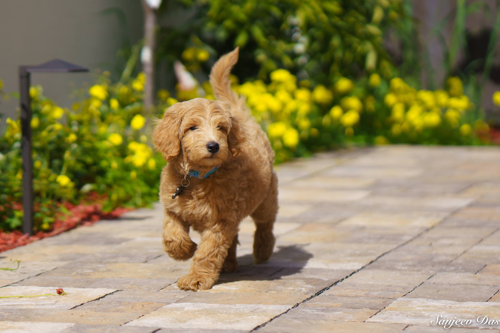 Above and Beyond Standards English Goldendoodle Puppy