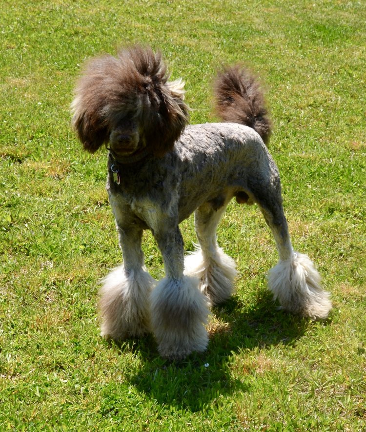 Maximus - Sire.jpg