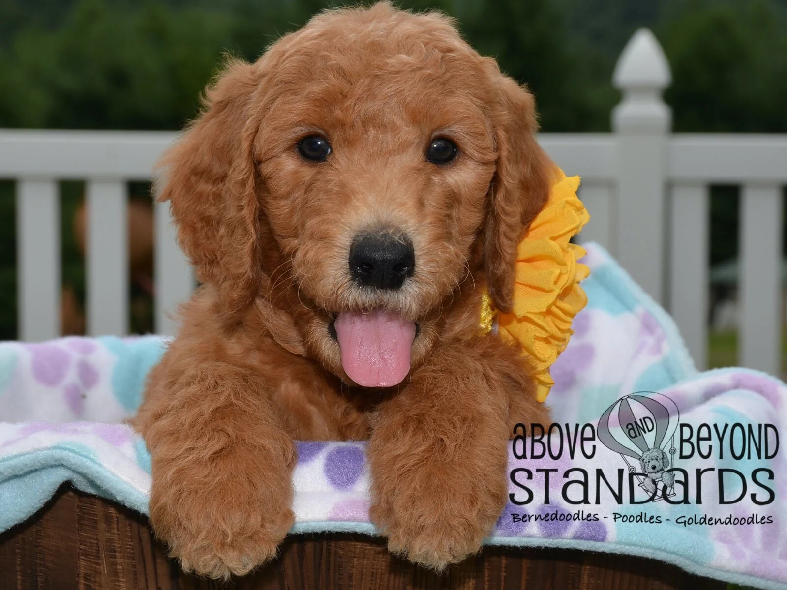Teddy Bear Goldendoodle Medium Goldendoodle For Sale Near Me Teddy
