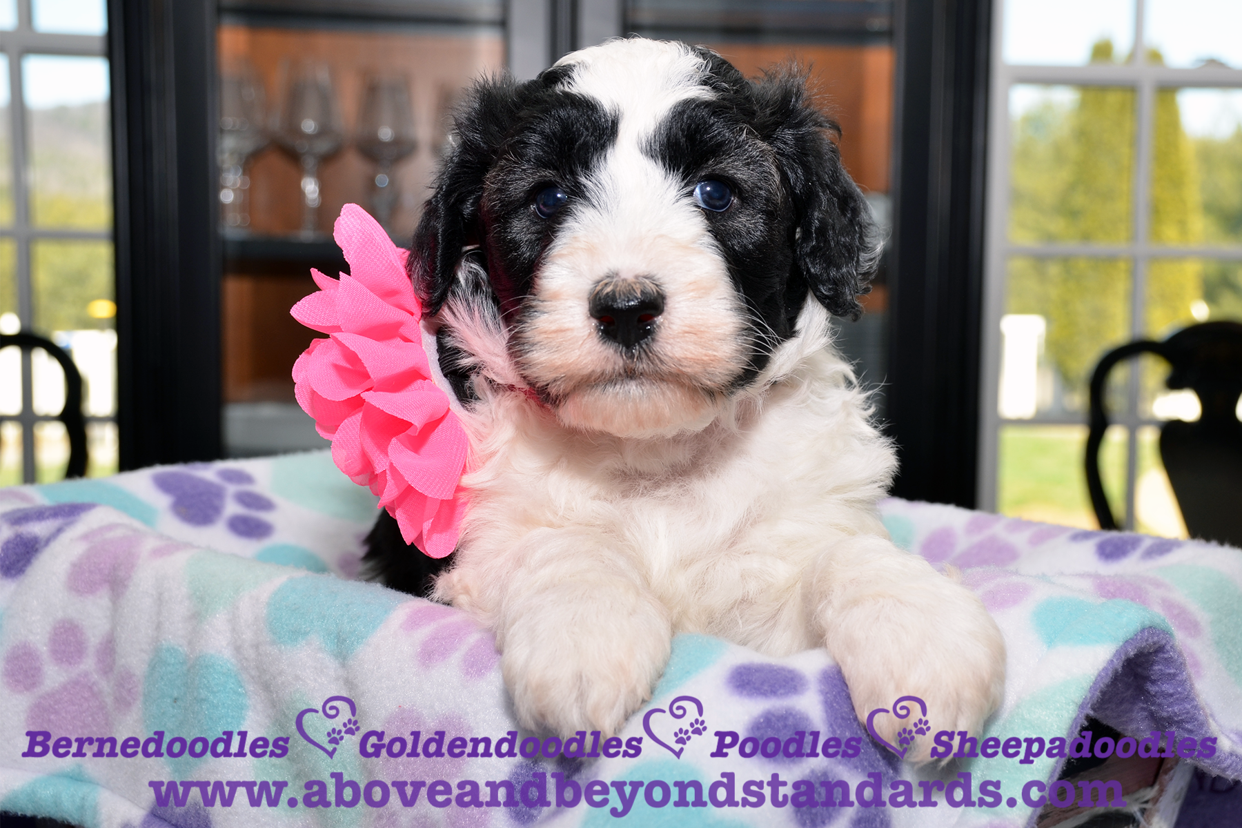 Mini Poodle-Sheepadoodle Puppies for Sale - Puyallup